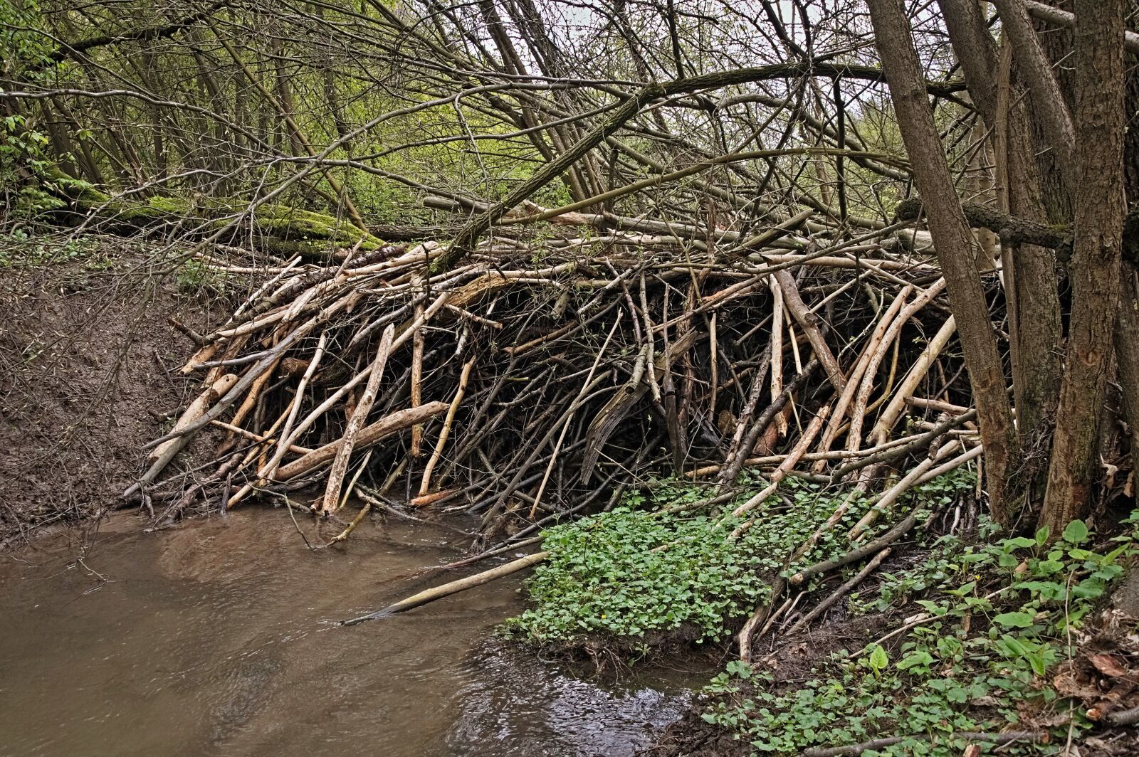 Nikon D90 sample photo. Beavers, tama, the brook photography