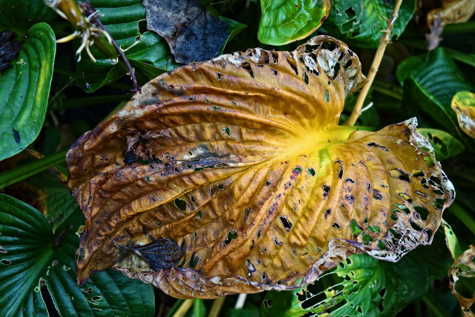 Sony Cyber-shot DSC-RX100 sample photo. Hosta, leaf, plant photography