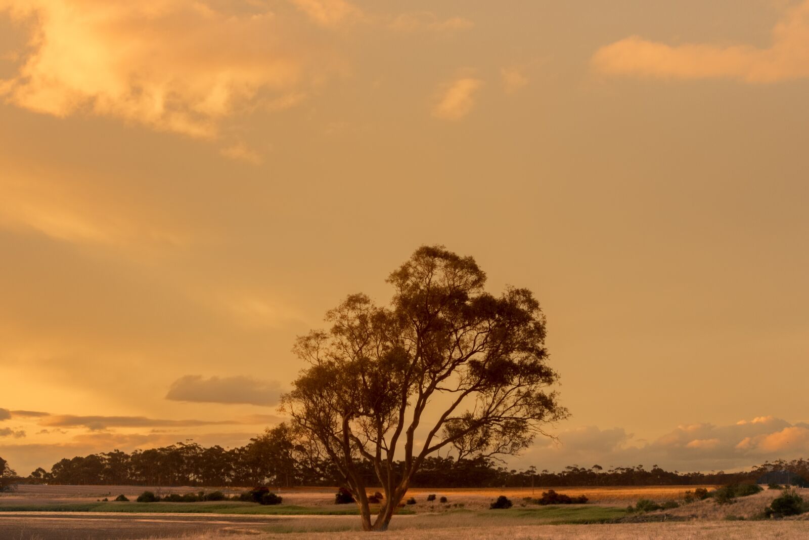 Nikon D5300 sample photo. Sunset, tree, silhouette photography