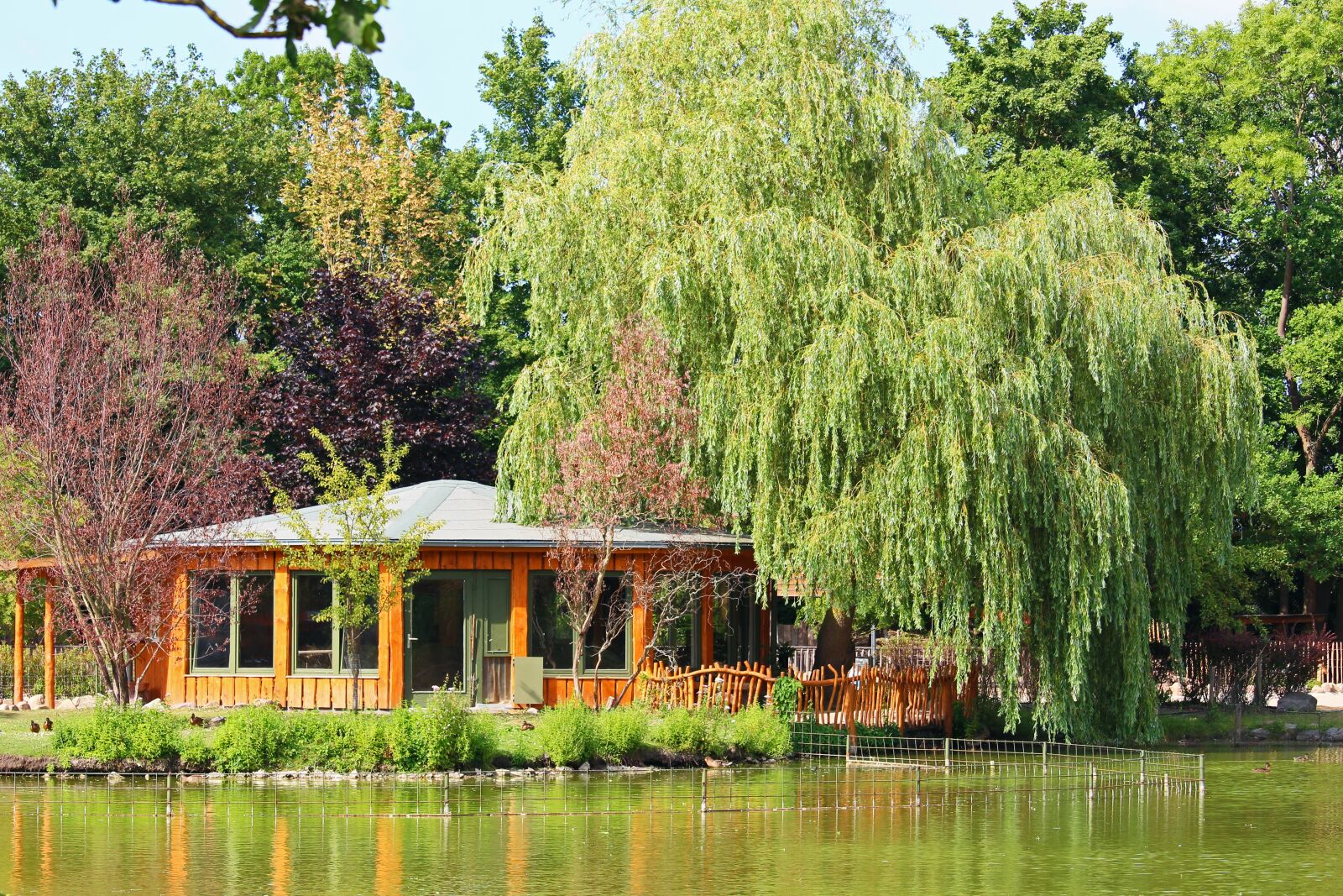 Canon EF-S 55-250mm F4-5.6 IS STM sample photo. Woodhouse, weeping willow, zoo photography