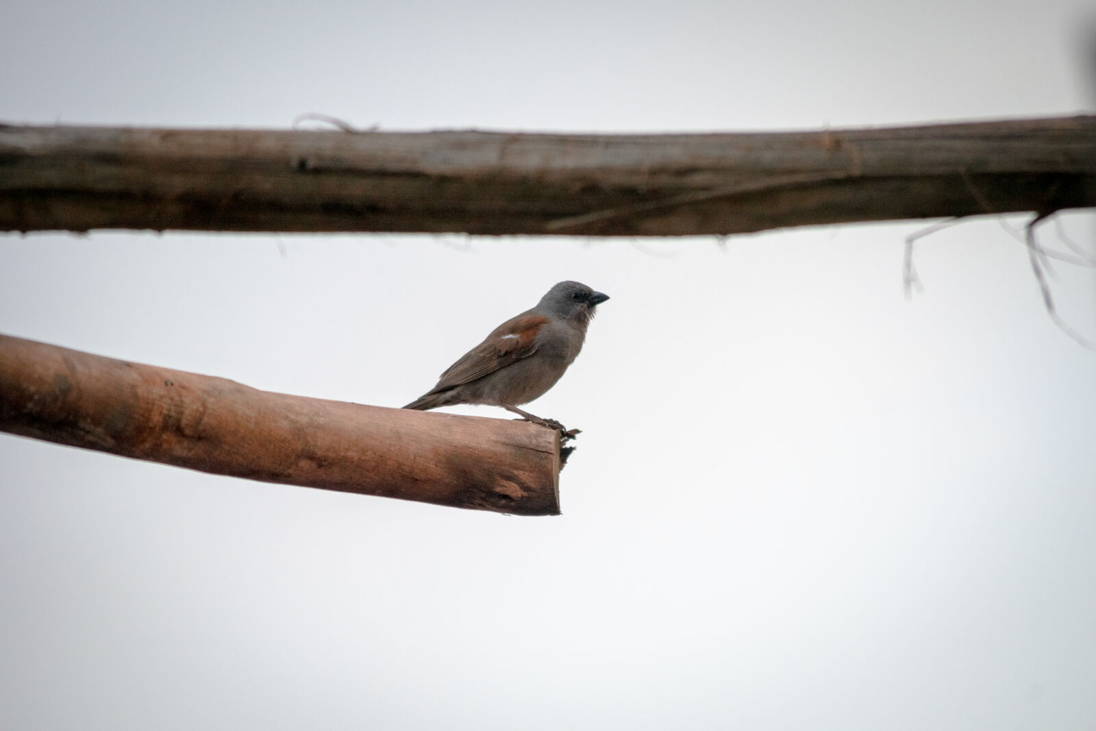Nikon D3300 sample photo