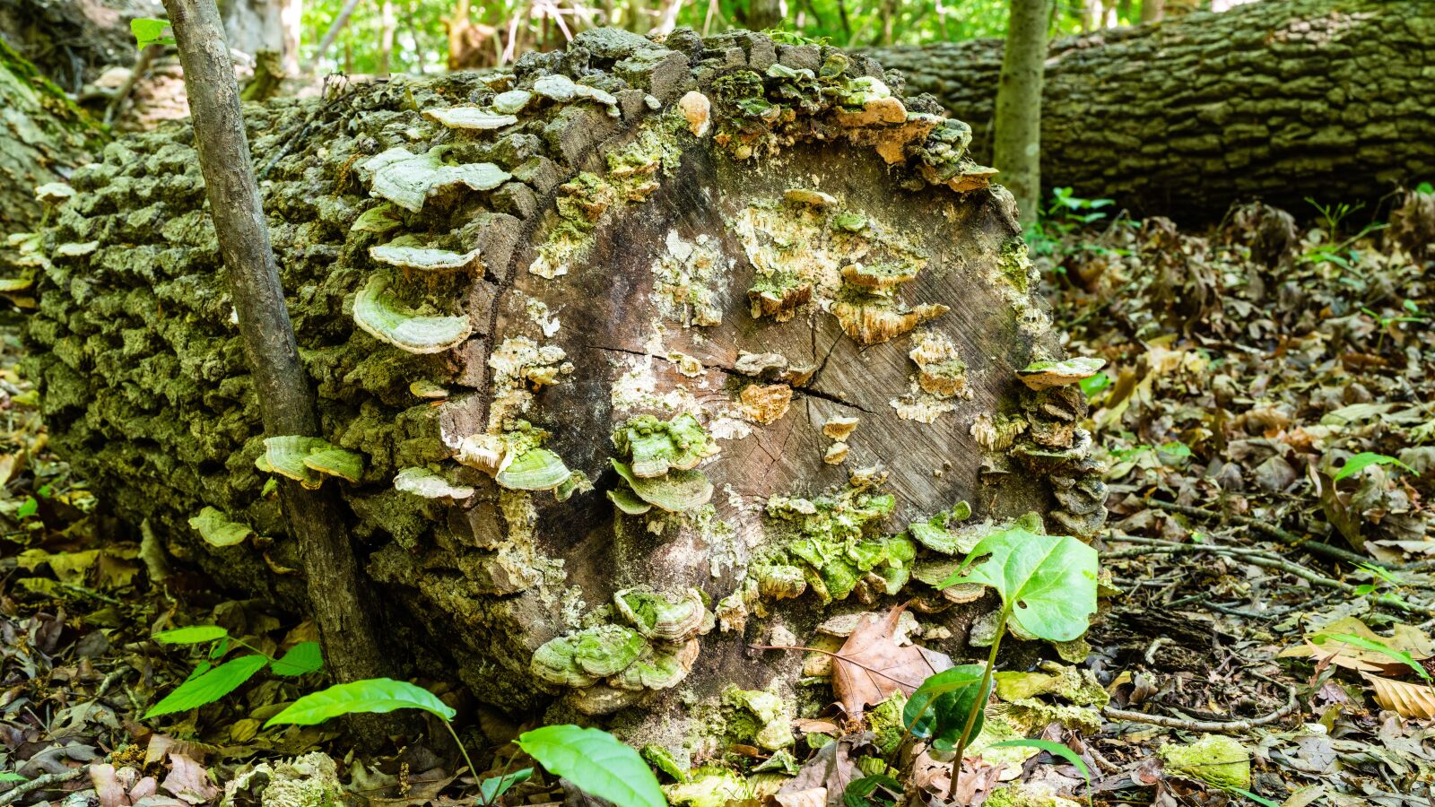 Sony Planar T* FE 50mm F1.4 ZA sample photo. Dead tree, fungus, forest photography