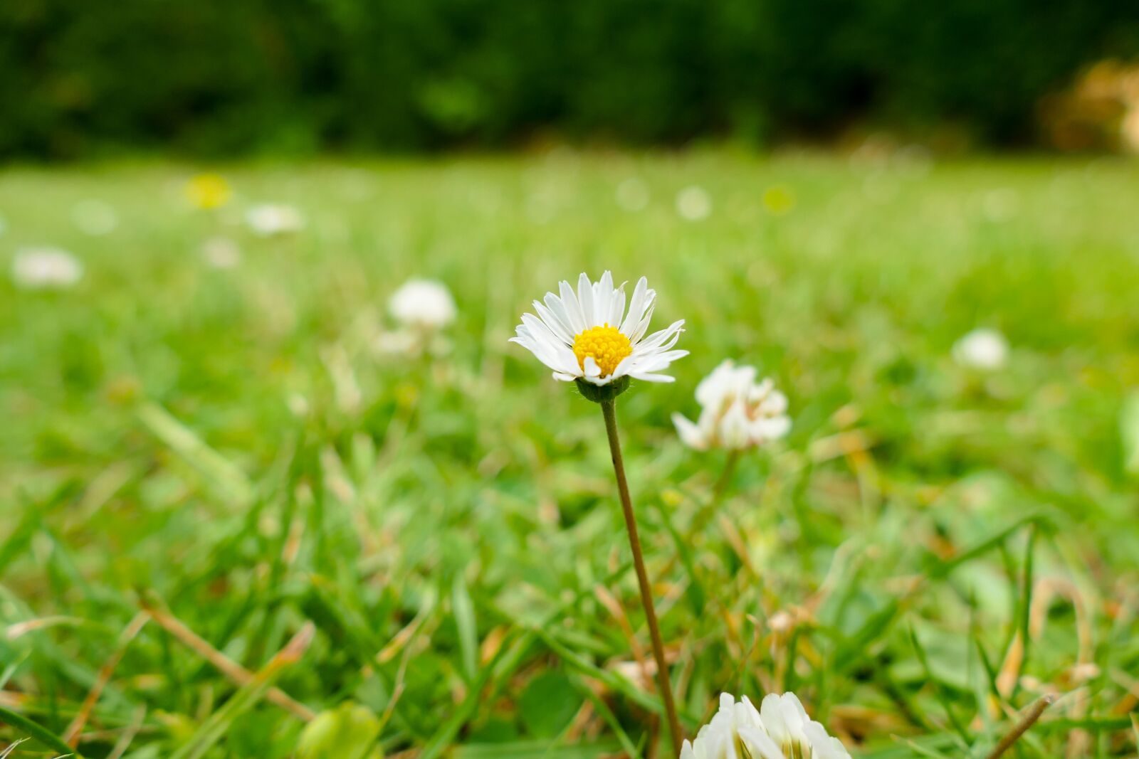 Panasonic Lumix DMC-FZ1000 sample photo. Flower, meadow, nature photography