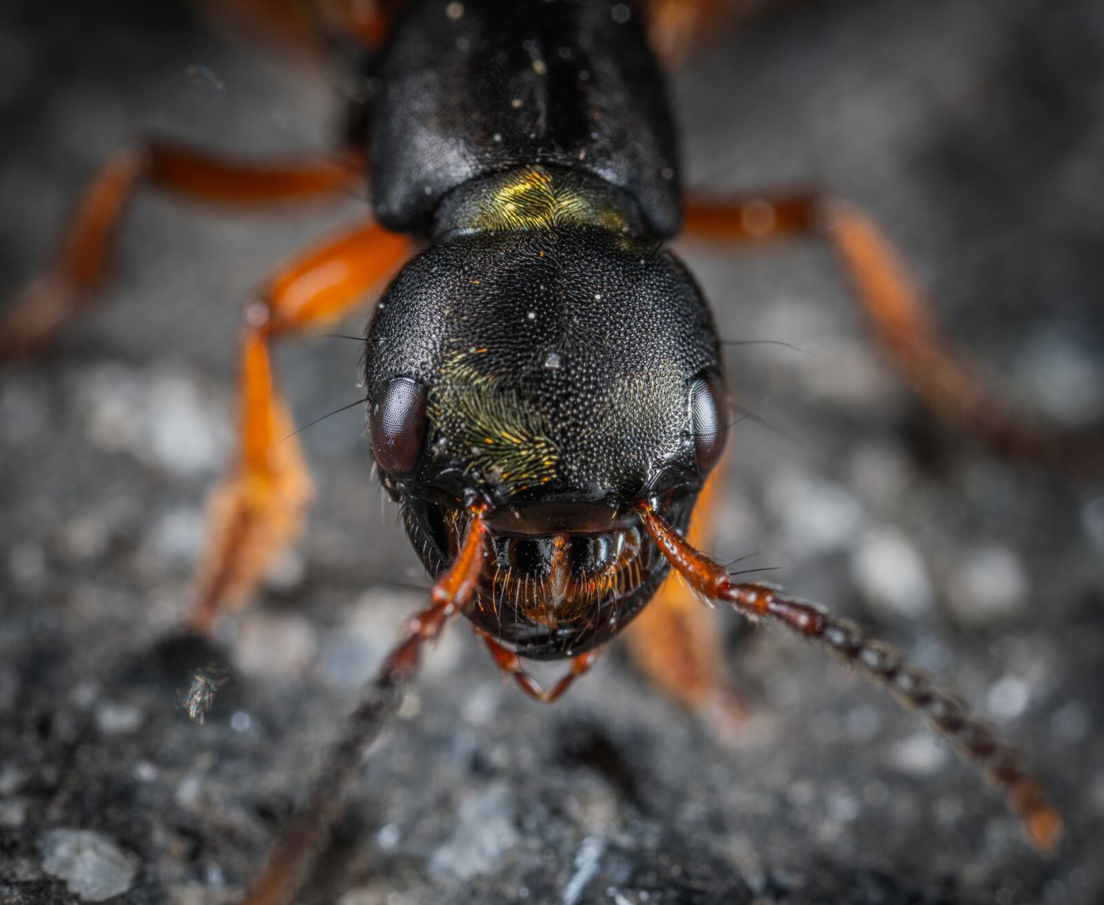#124 65/2.8 sample photo. Insect, macro, portrait photography