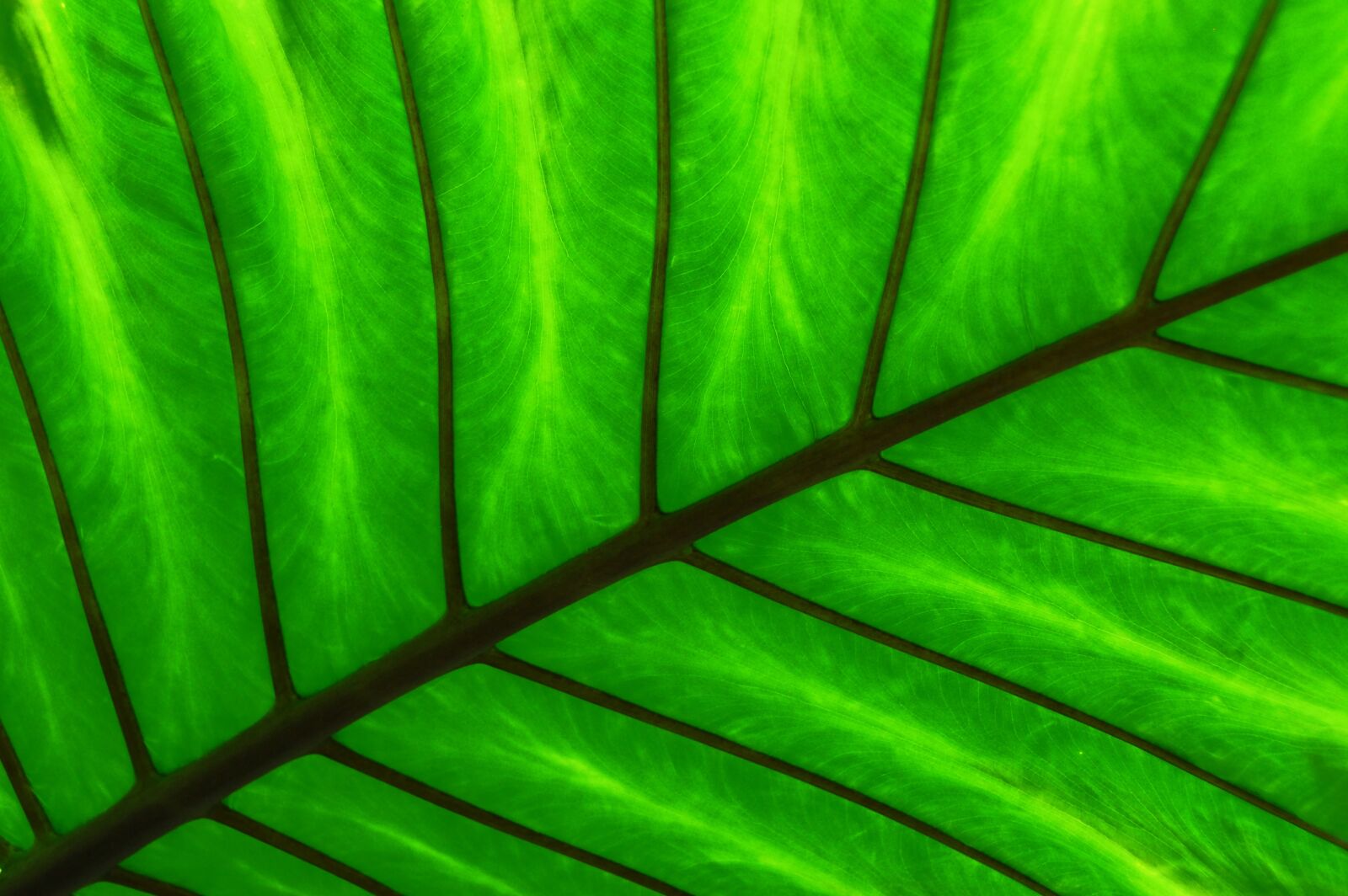 Nikon D200 sample photo. Green, leaf, spine photography