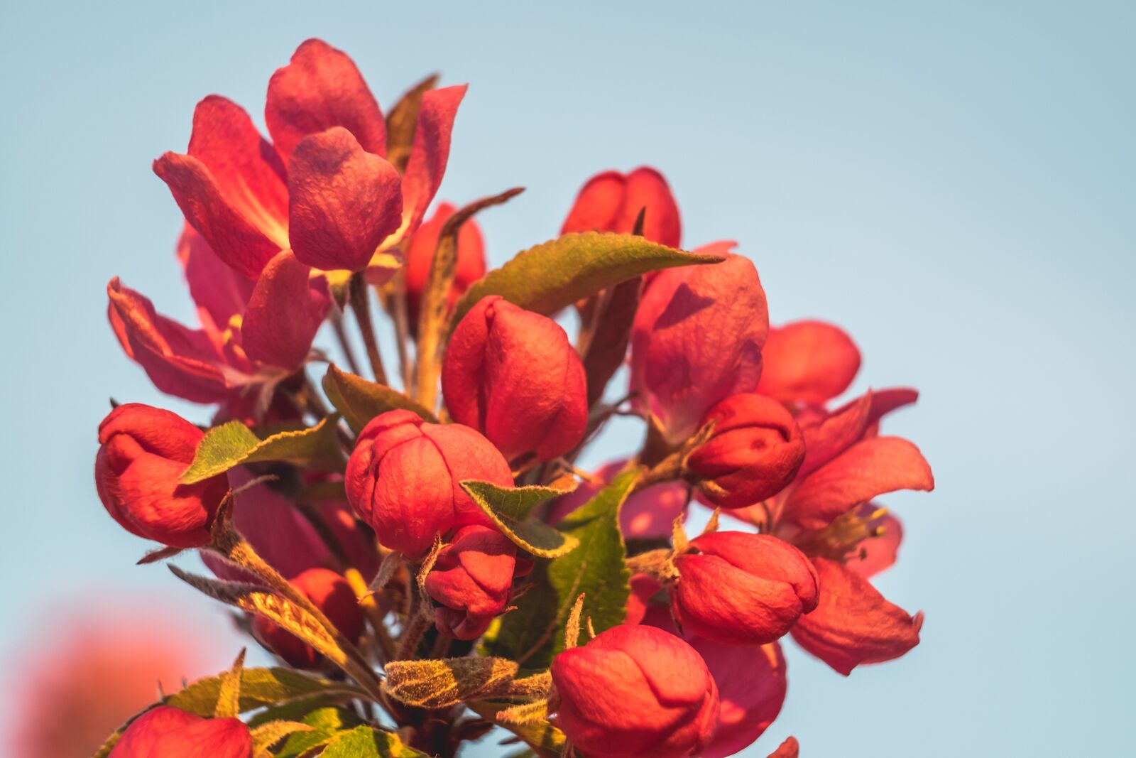 Fujifilm XF 55-200mm F3.5-4.8 R LM OIS sample photo. Flower, apple, heavenly photography