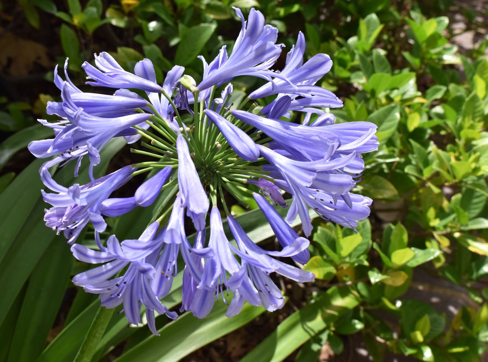 Nikon D5600 sample photo. Flower, purple, lavender photography