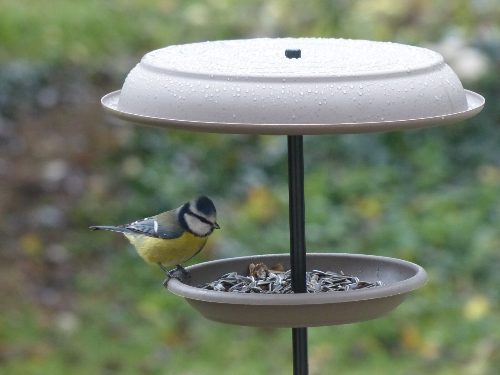 Panasonic Lumix DMC-FZ200 sample photo. Tit, manger, seeds photography