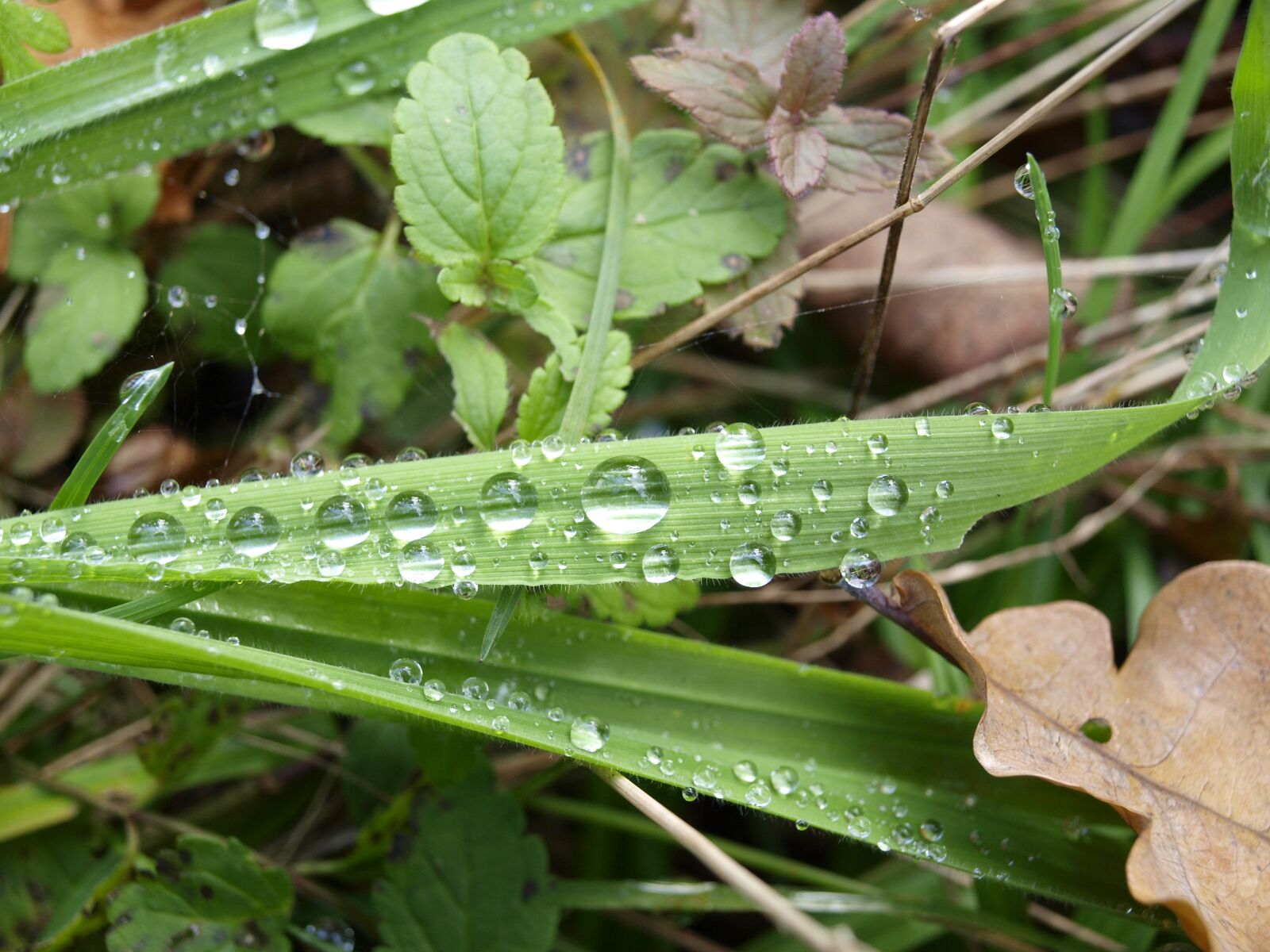 Olympus E-420 (EVOLT E-420) sample photo. Dew, grass, drops photography