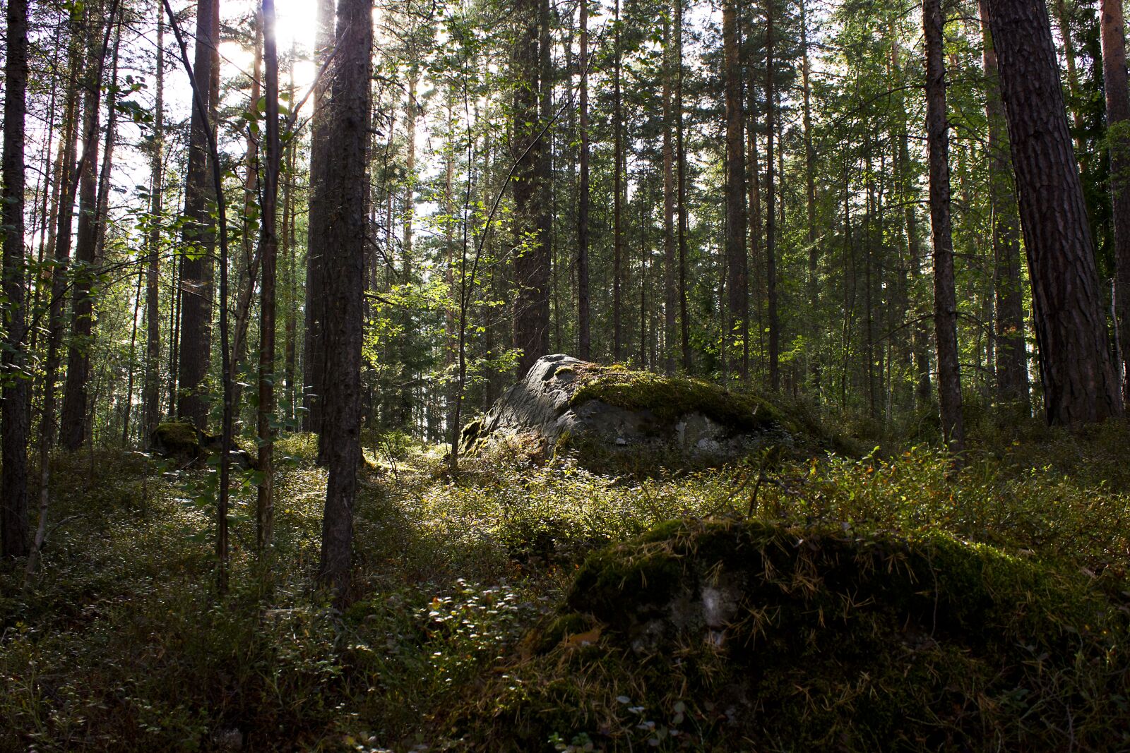 Canon EF-S 18-55mm F3.5-5.6 IS sample photo. Stone, forest, tree photography