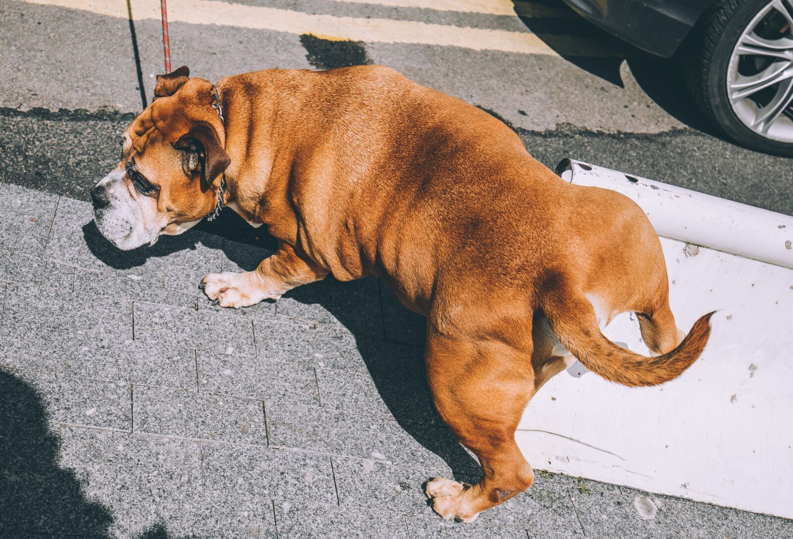 Canon EF 16-35mm F4L IS USM sample photo. Dog, bulldog, animal photography
