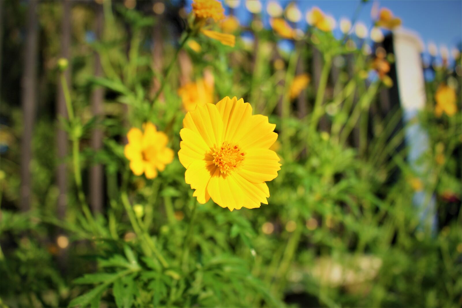 Canon EOS 700D (EOS Rebel T5i / EOS Kiss X7i) sample photo. Flower, yellow, bloom photography