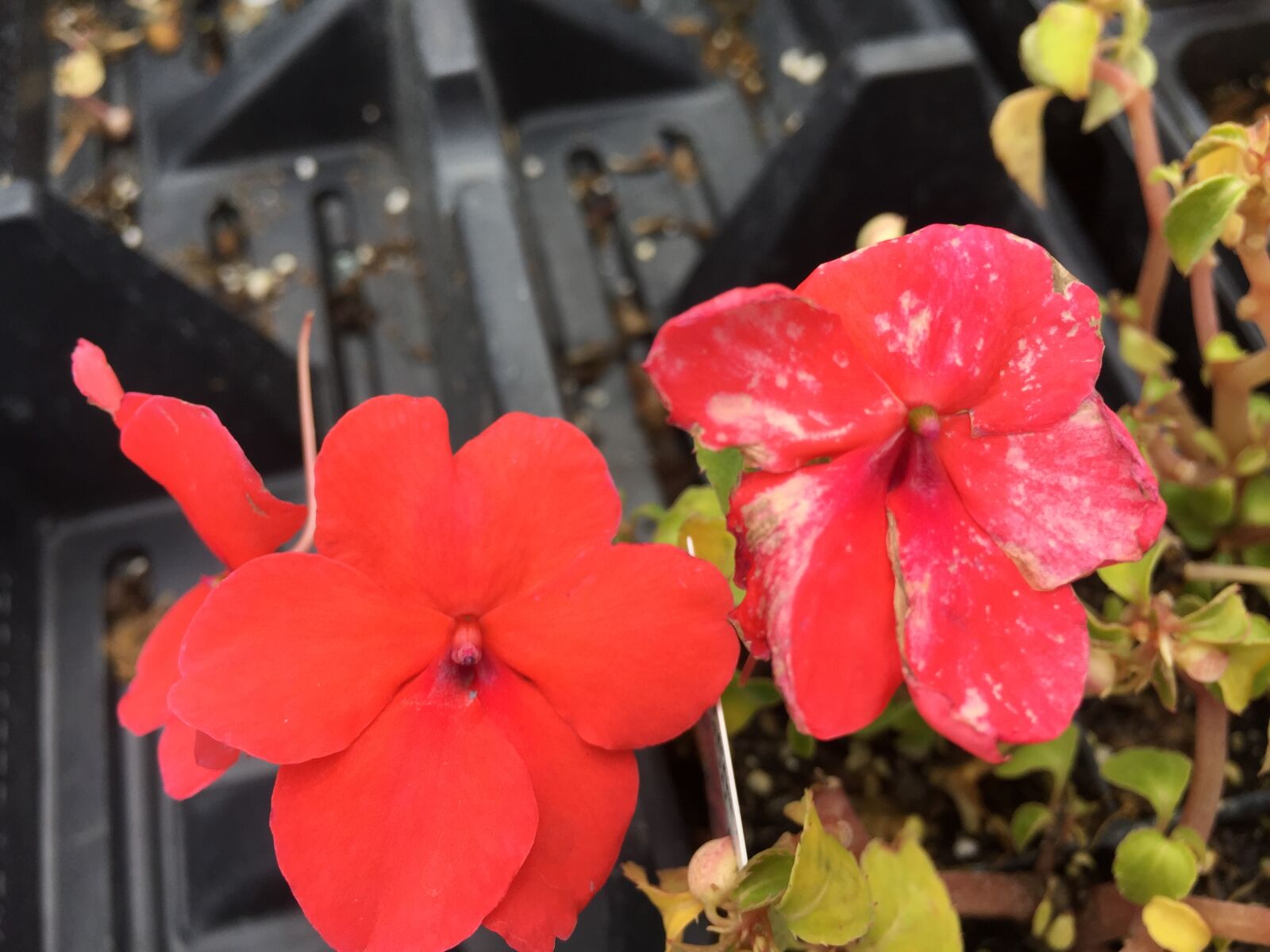 iPhone 6 back camera 4.15mm f/2.2 sample photo