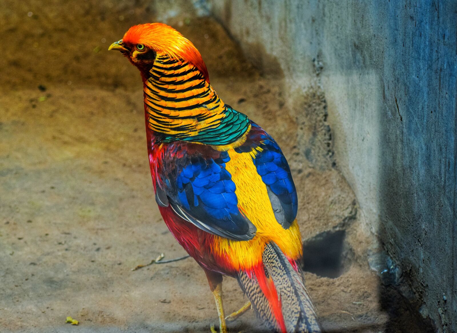 Nikon D5300 sample photo. Parrot, parrot couple, couple photography