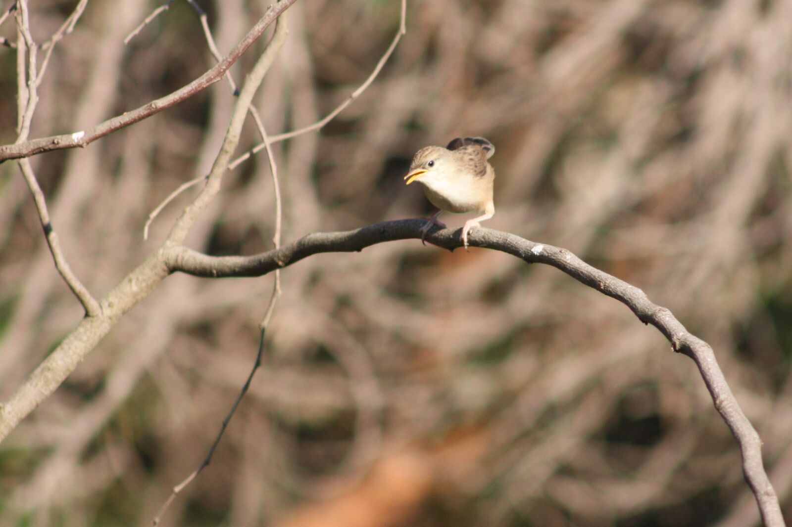 Canon EOS 450D (EOS Rebel XSi / EOS Kiss X2) sample photo. Graceful prinia, birds, animals photography