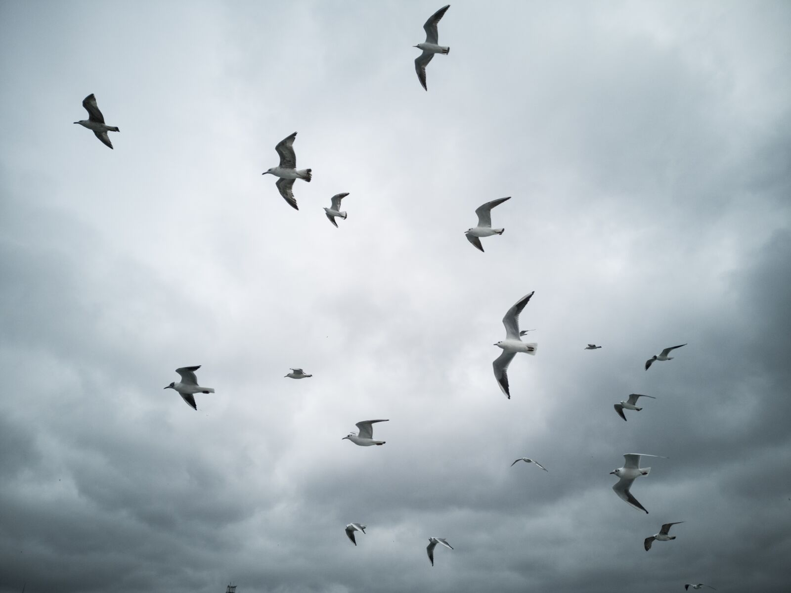 HUAWEI CLT-L09 sample photo. Gulls, seagull, bird photography