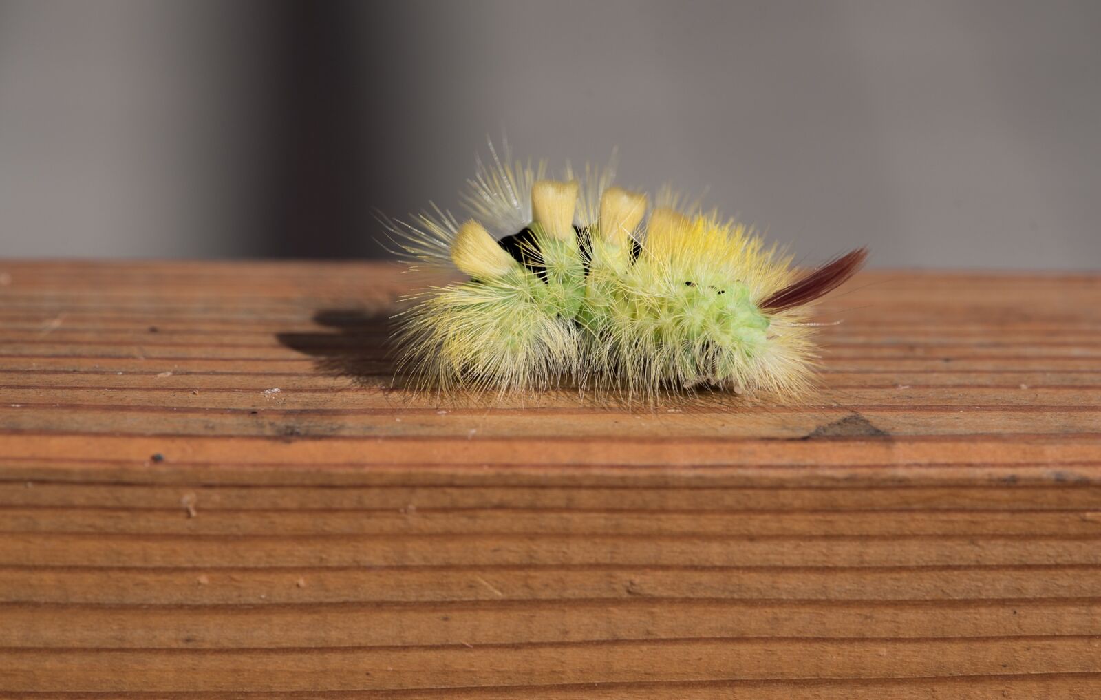 Nikon D750 sample photo. Caterpillar, green, green caterpillar photography