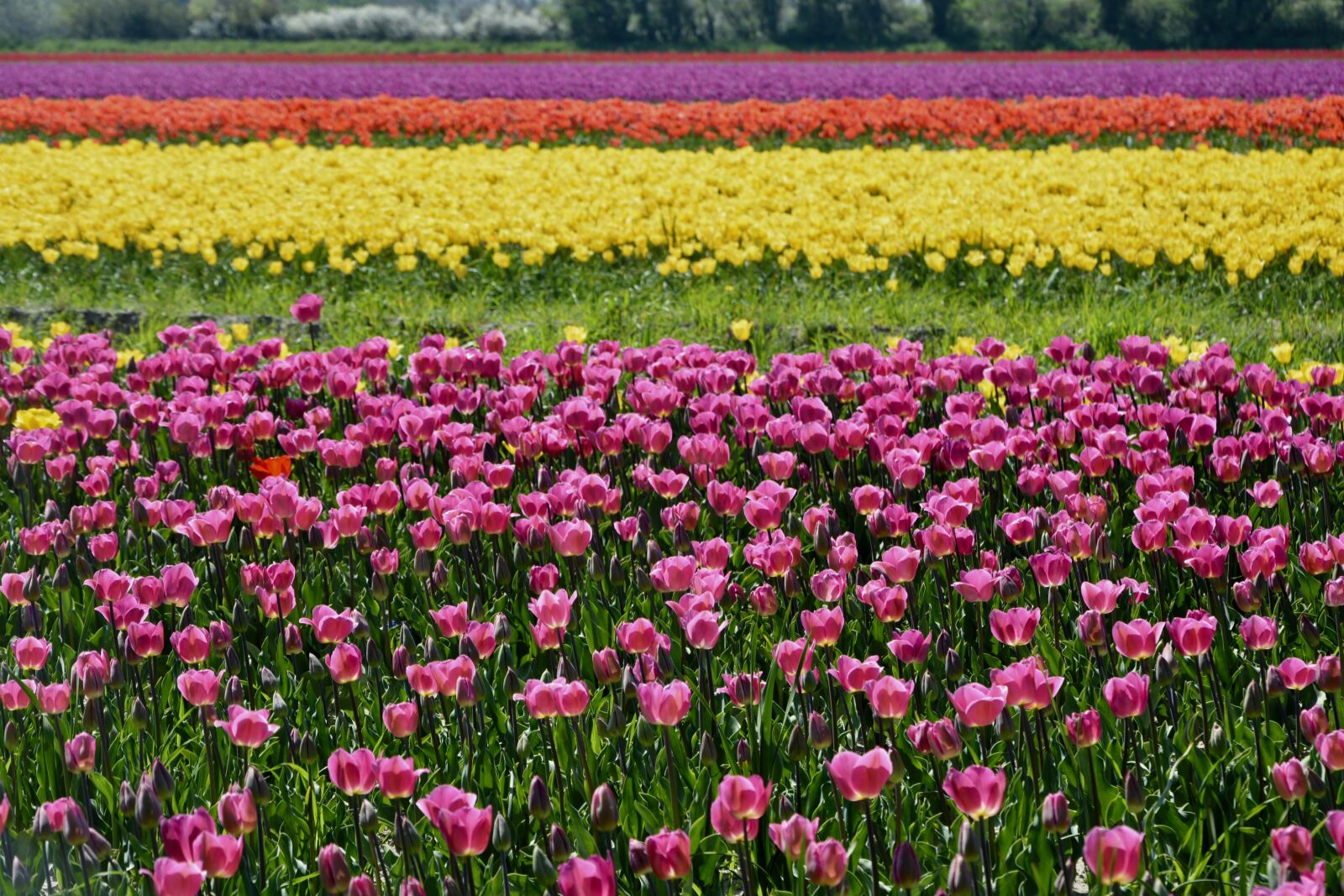 Nikon D5200 sample photo. Tulips, culture of tulips photography