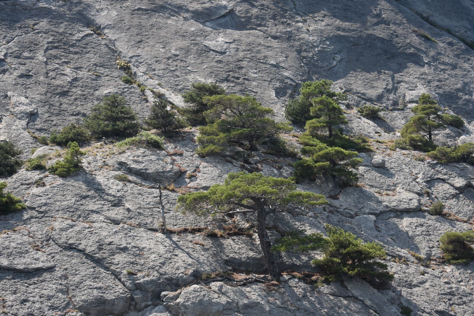 Nikon D3400 sample photo. Rock, trees, background photography