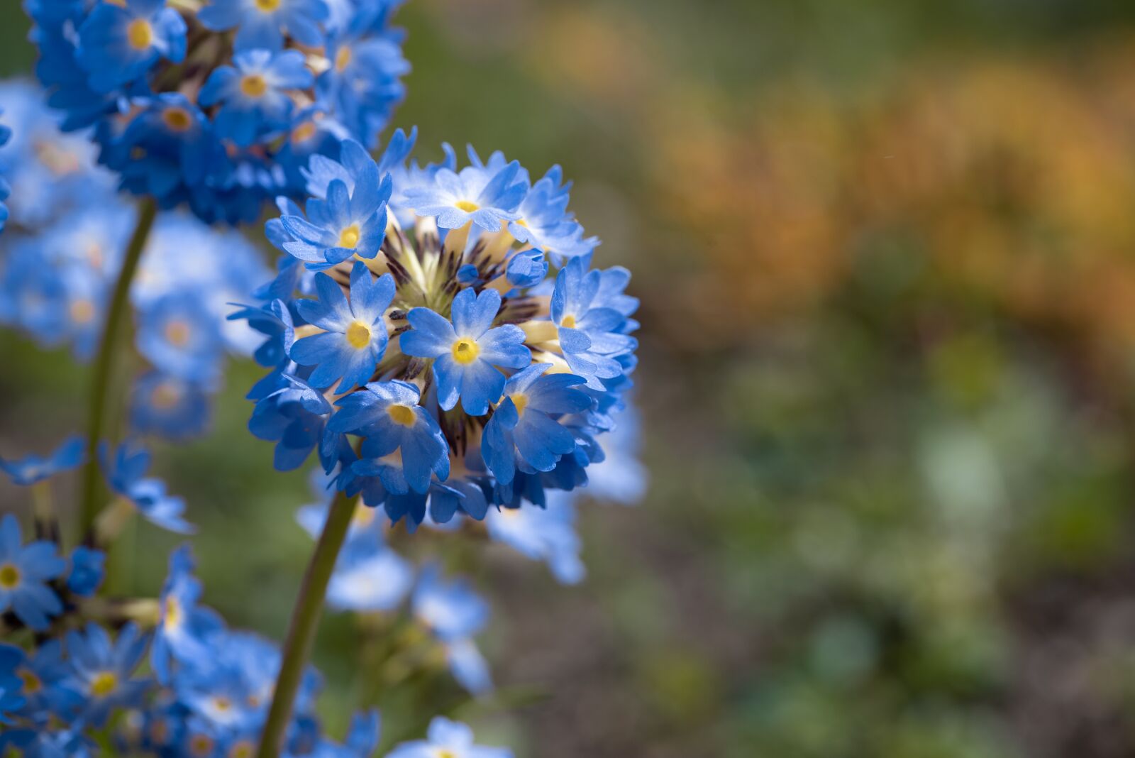 Nikon D750 sample photo. Primrose, drumstick, flowers photography