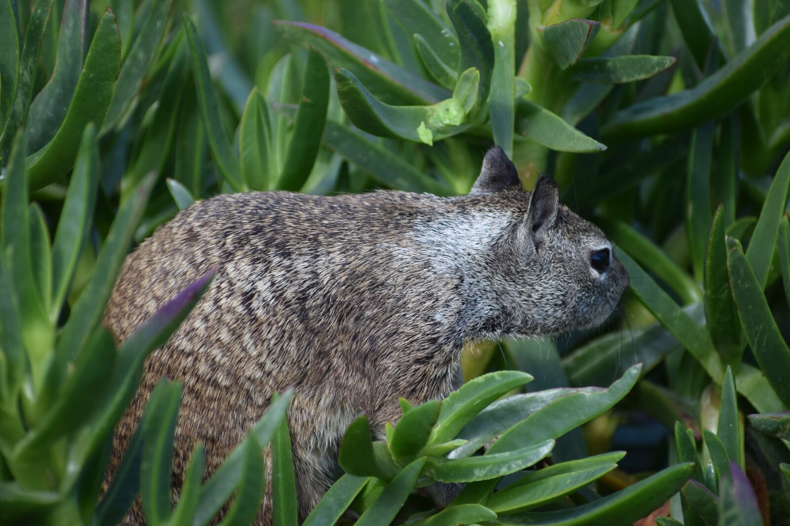 Nikon D3300 sample photo. Wildlife, squirrel, beechey ground photography