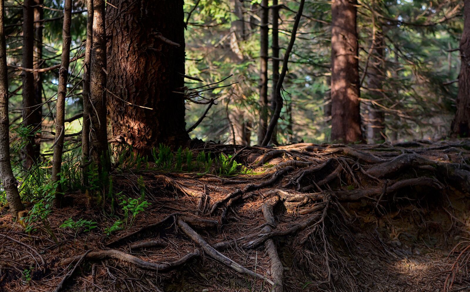 Nikon D7000 sample photo. The roots of the photography