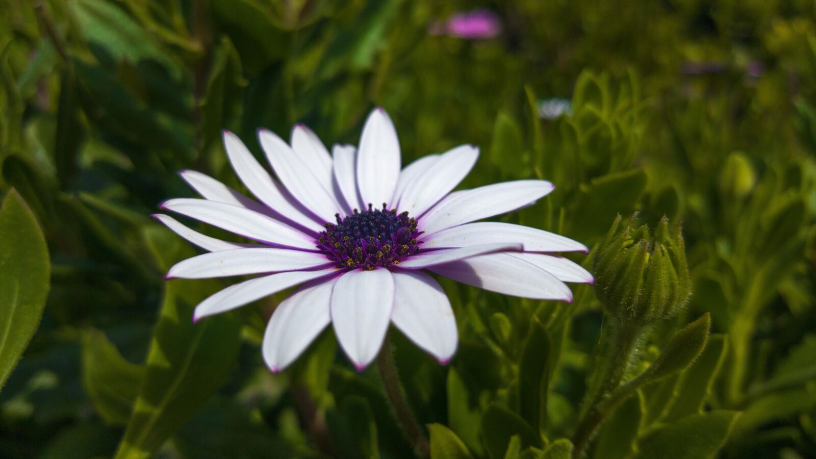 Samsung GALAXY S6 edge sample photo. Flower, plant, nature photography