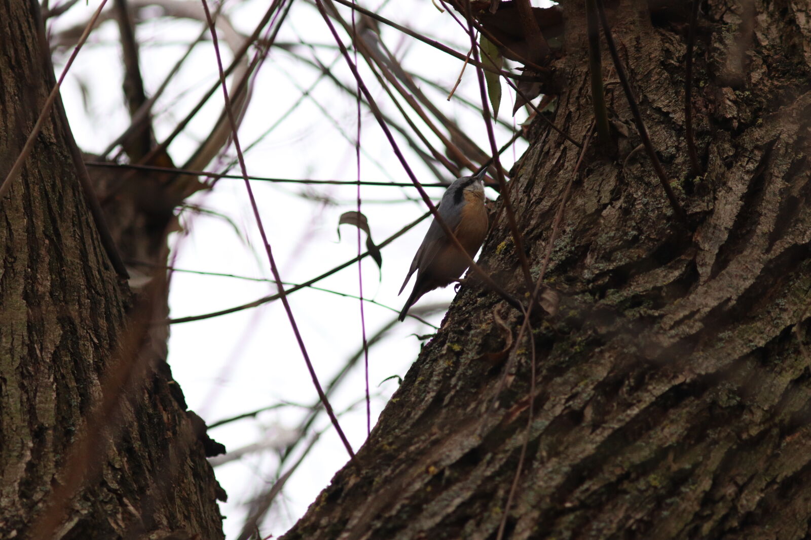 Canon EF 300mm F4L IS USM sample photo. Eurasian nuthatch photography
