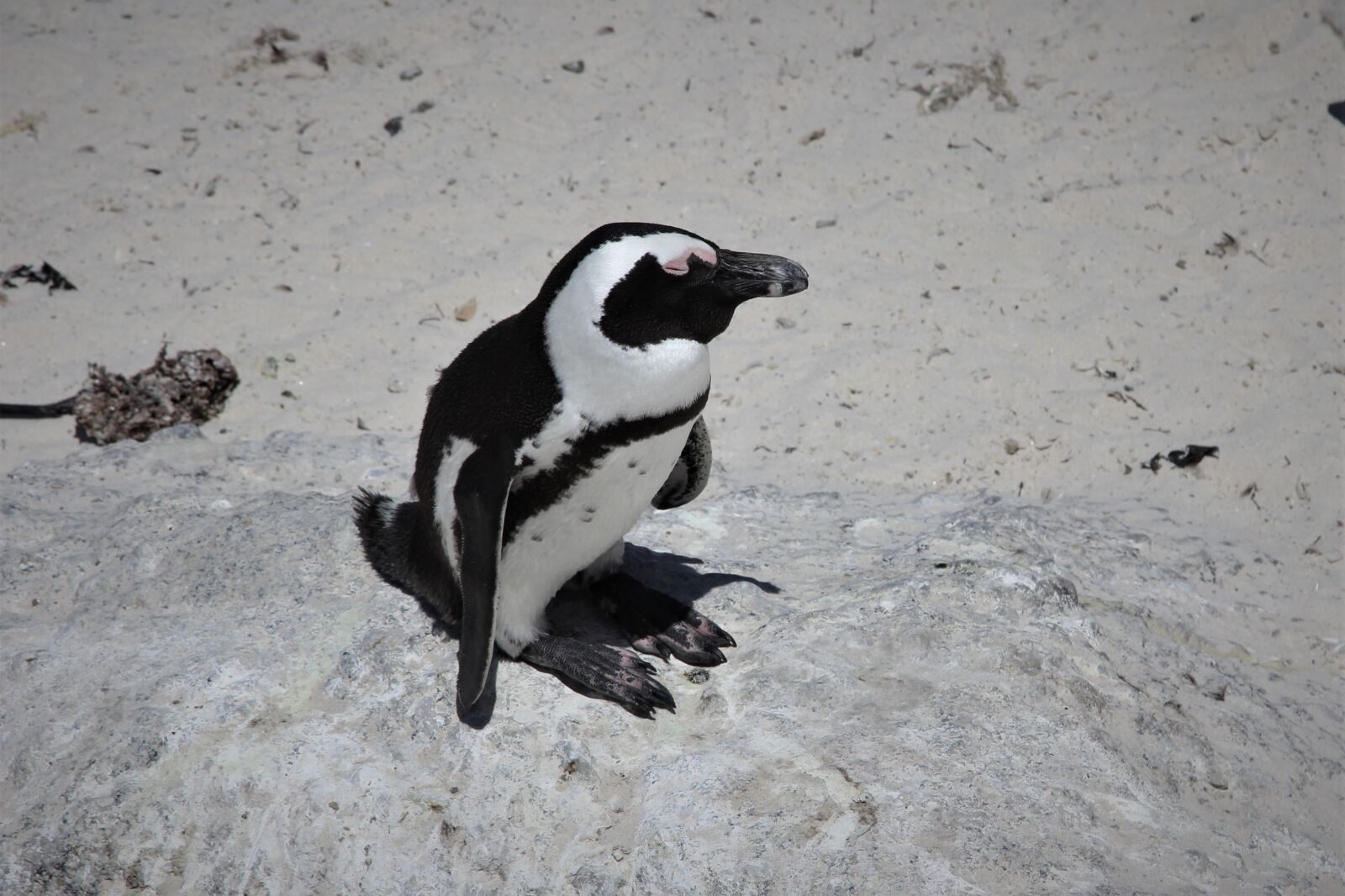 Canon EOS 60D sample photo. African, jackass, penguin photography
