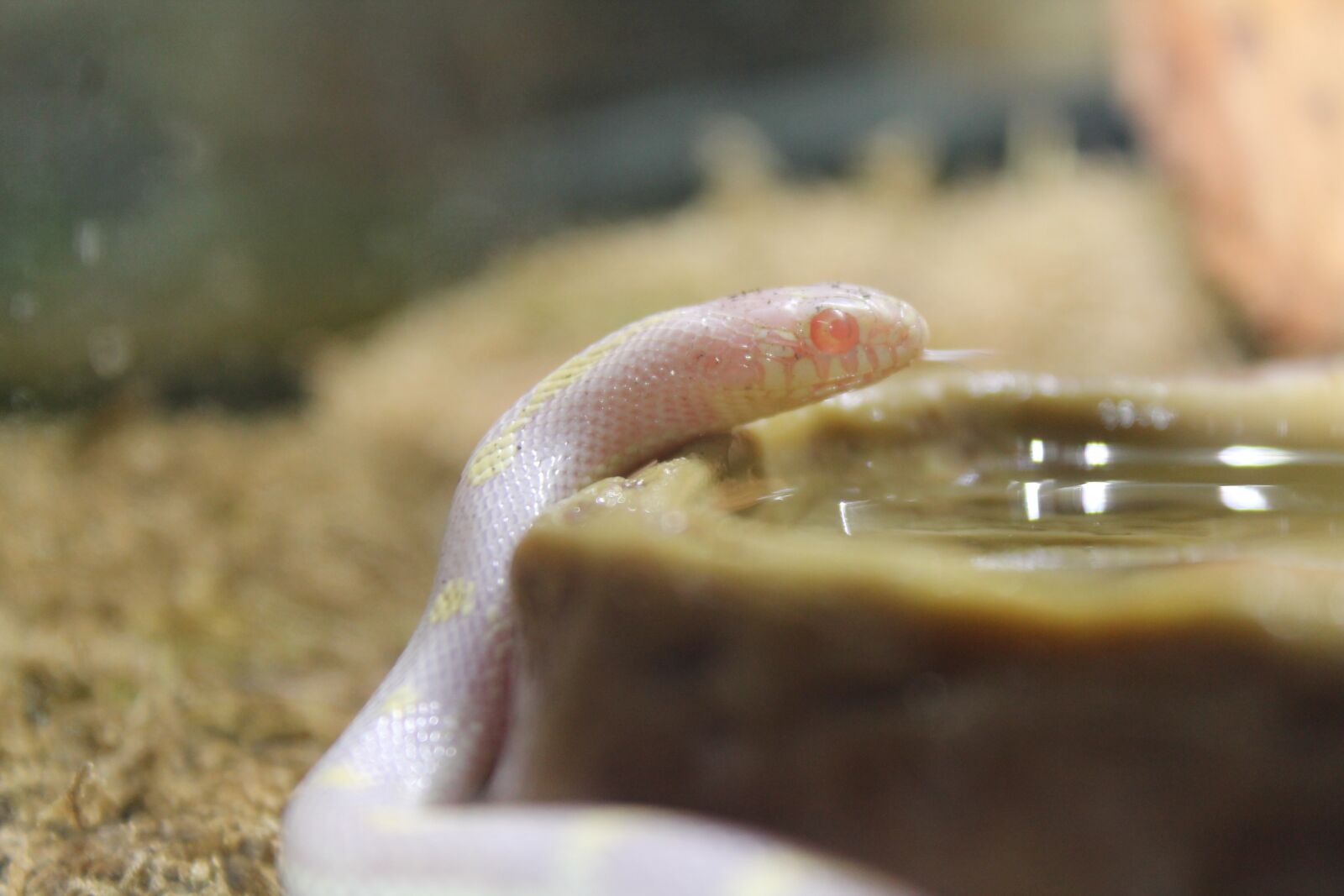Canon EOS 1100D (EOS Rebel T3 / EOS Kiss X50) sample photo. Albino, snake, natter photography