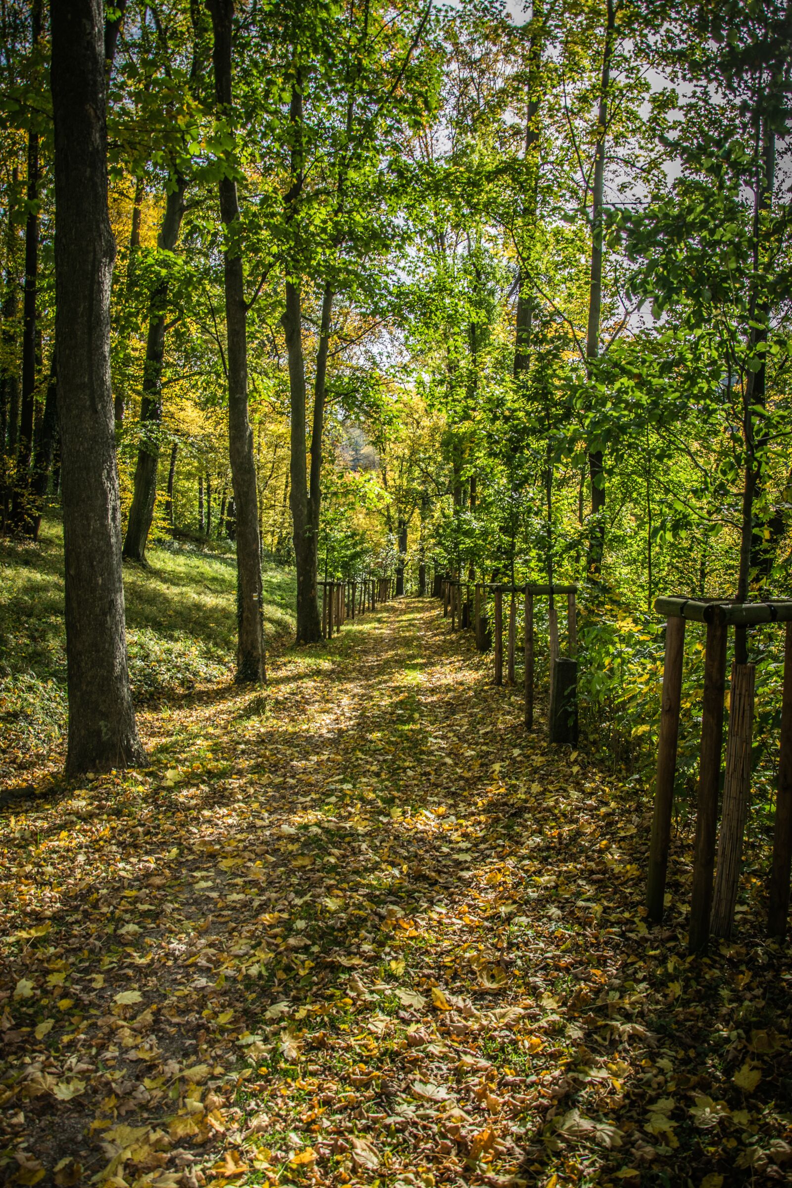 Nikon D5300 sample photo. Path, autumn, trees photography