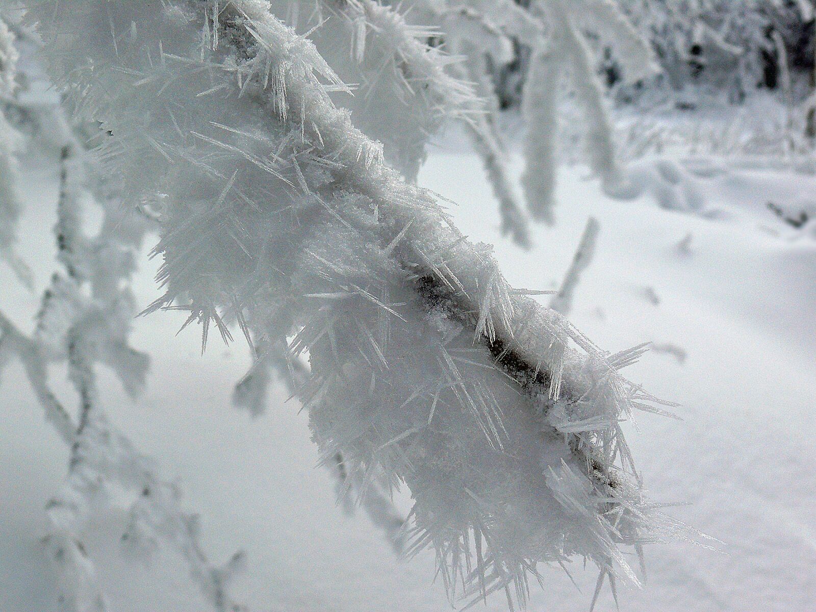 Leica V-LUX 1 sample photo. Winterimpression, winter, ice photography