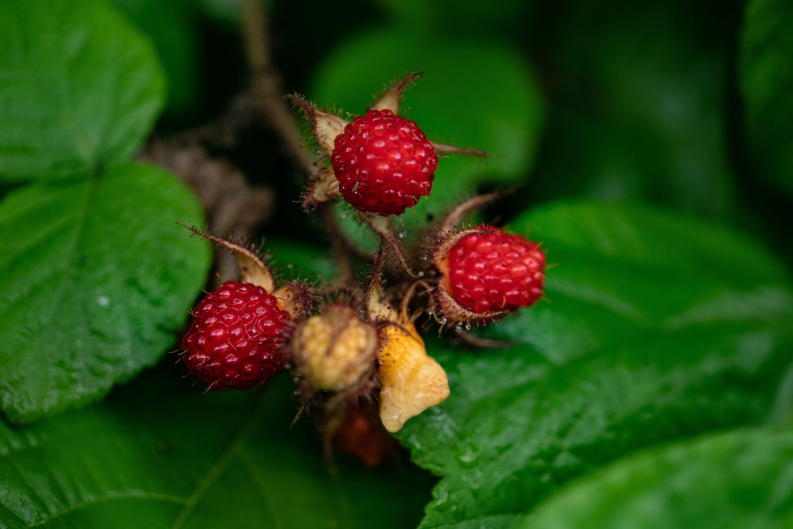 105mm F2.8 sample photo. Wild strawberries, red, food photography