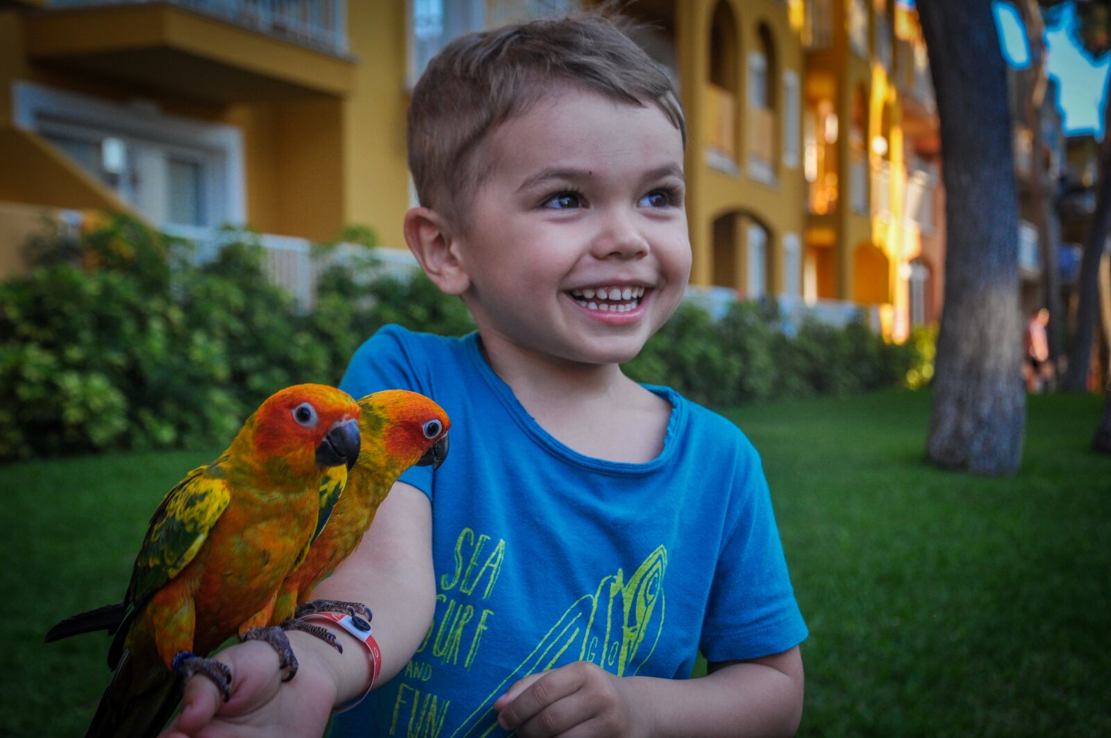 Nikon D90 sample photo. Boy, parrots, birds photography