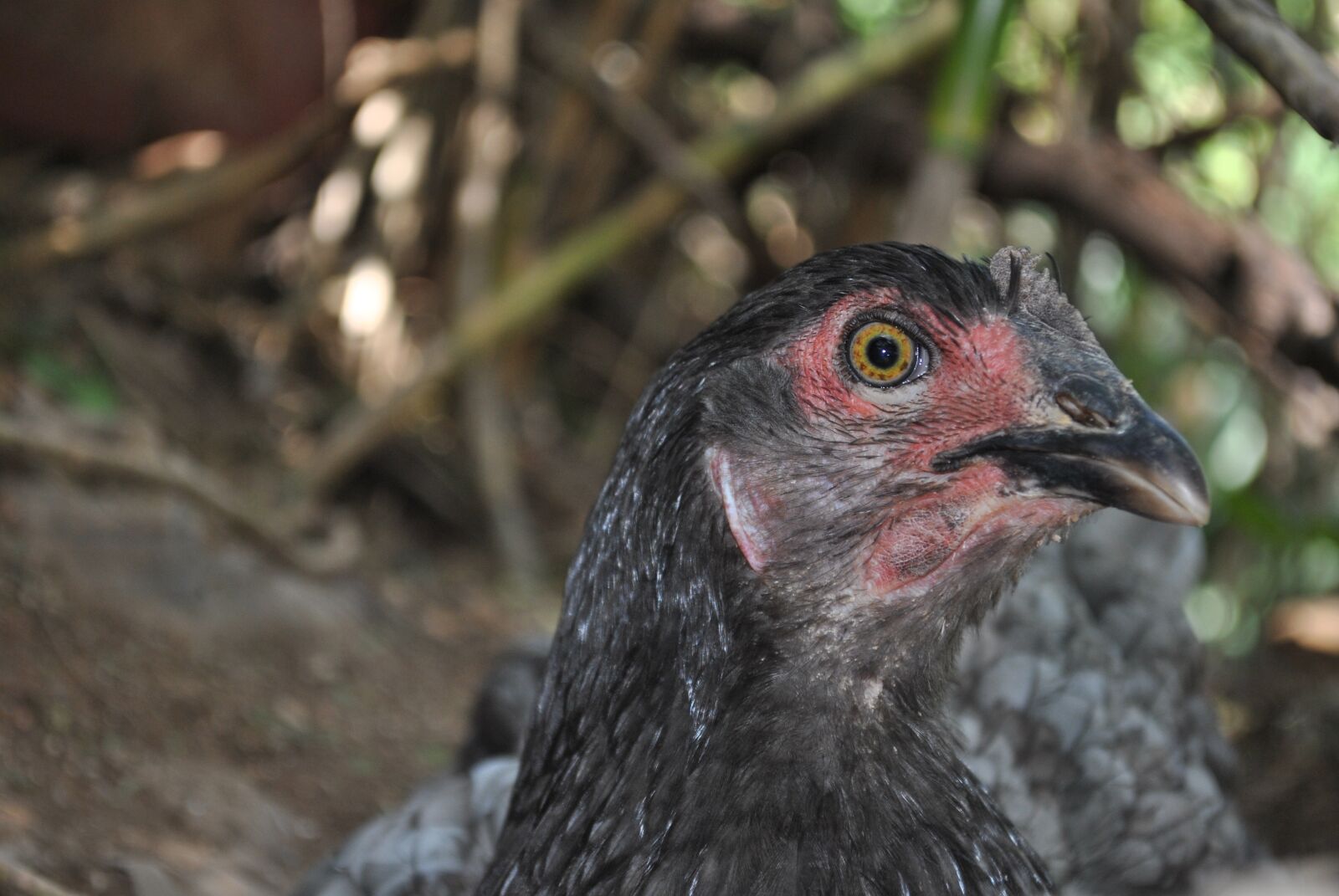 Nikon D3000 sample photo. Hen, chicken, farm photography