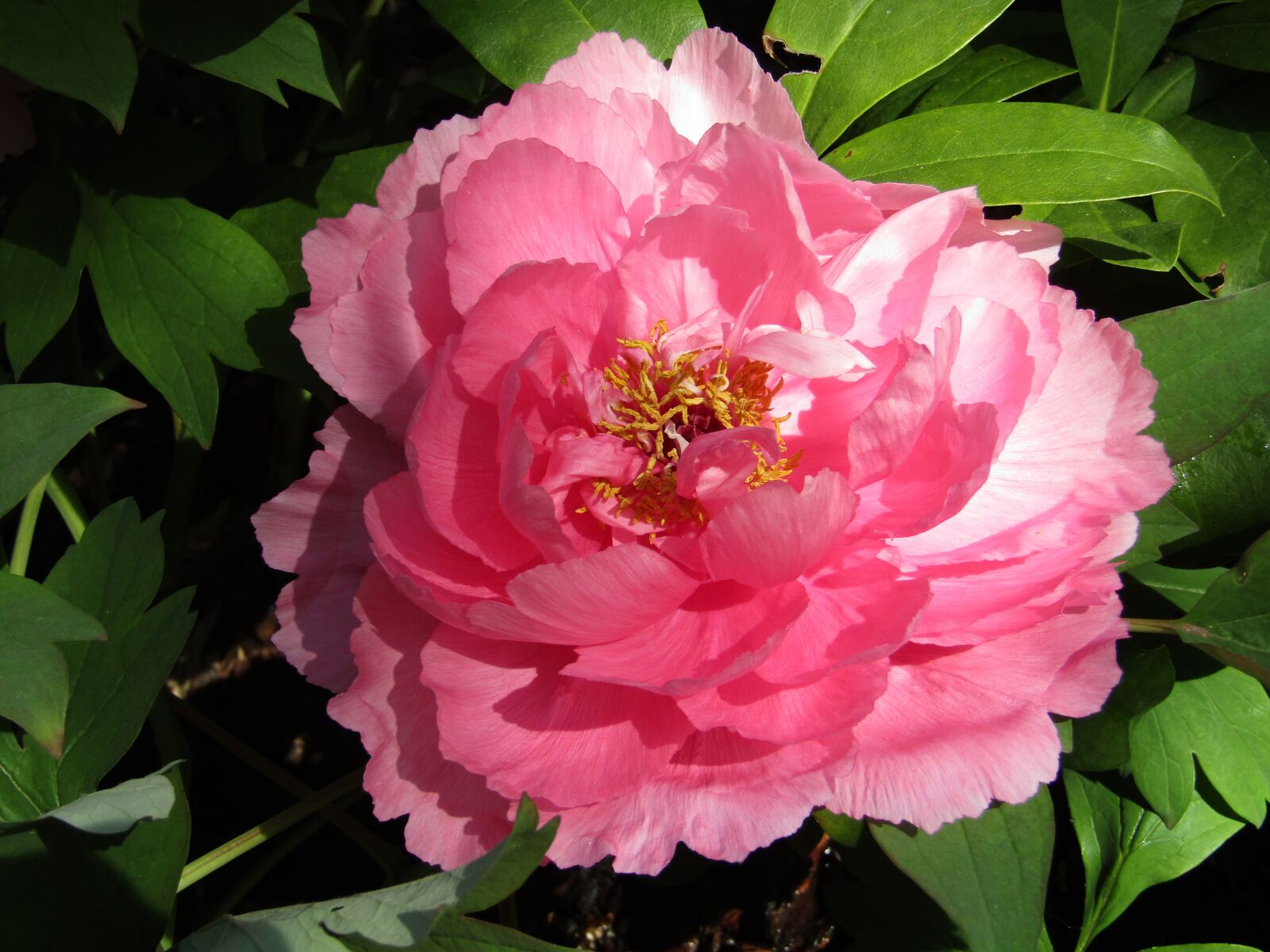 Canon PowerShot SX410 IS sample photo. Pink, nature, spring photography