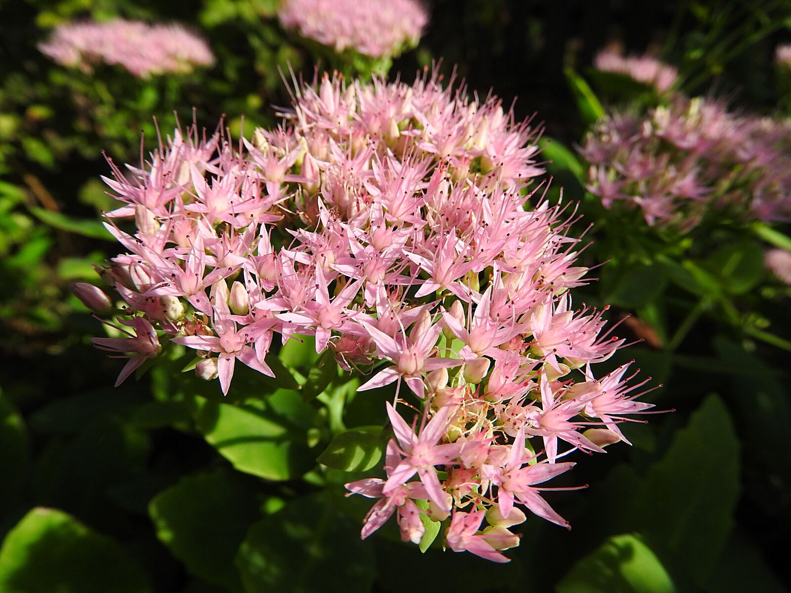 Nikon Coolpix P610 sample photo. Wild flower, pink flower photography