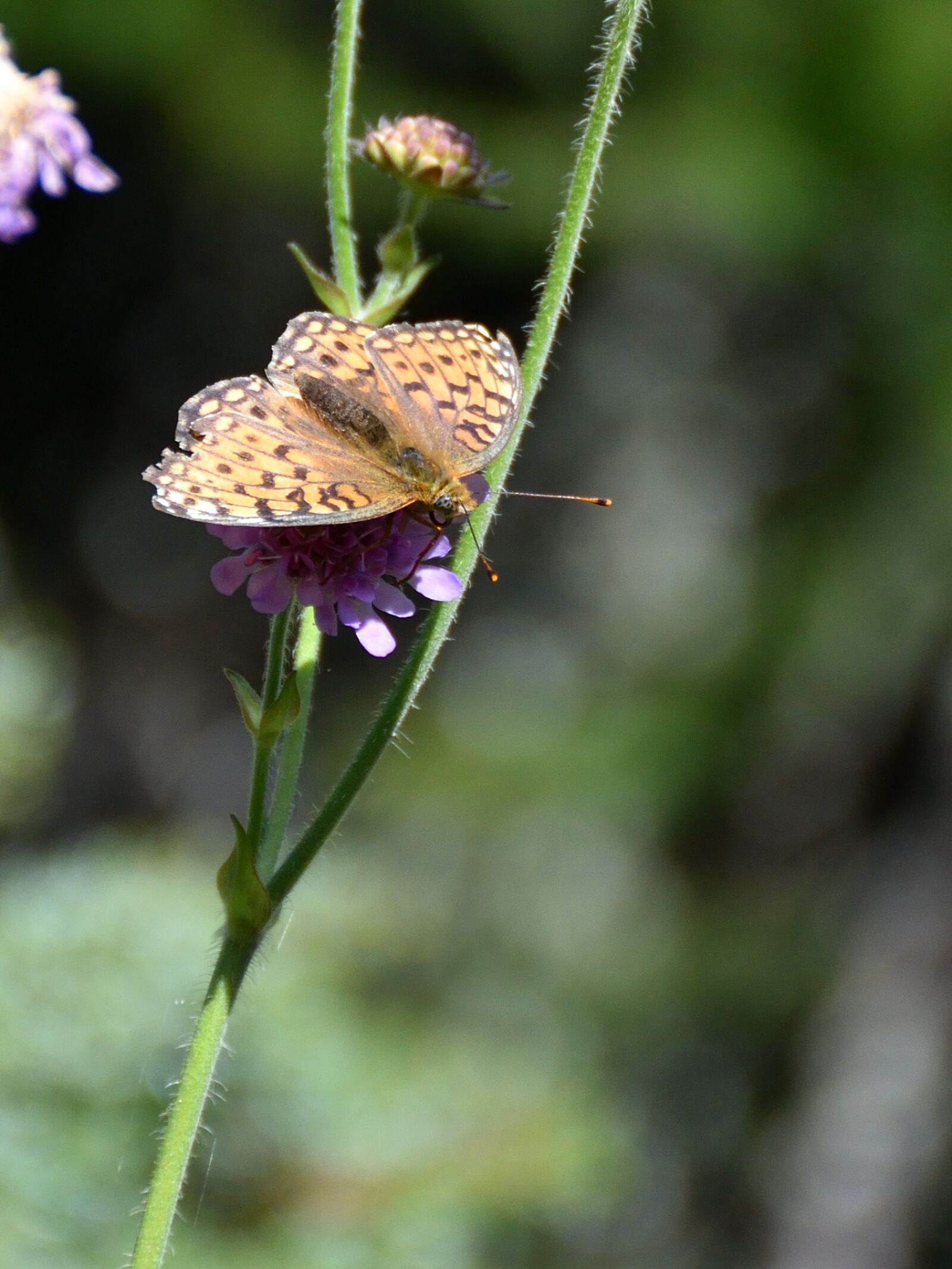 Nikon D5500 sample photo. Butterfly, close up, blossom photography