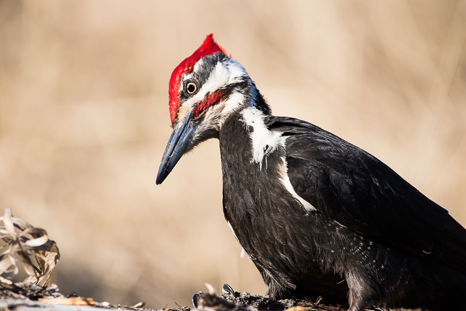 Canon EOS 7D Mark II sample photo. Woodpecker, bird, nature photography