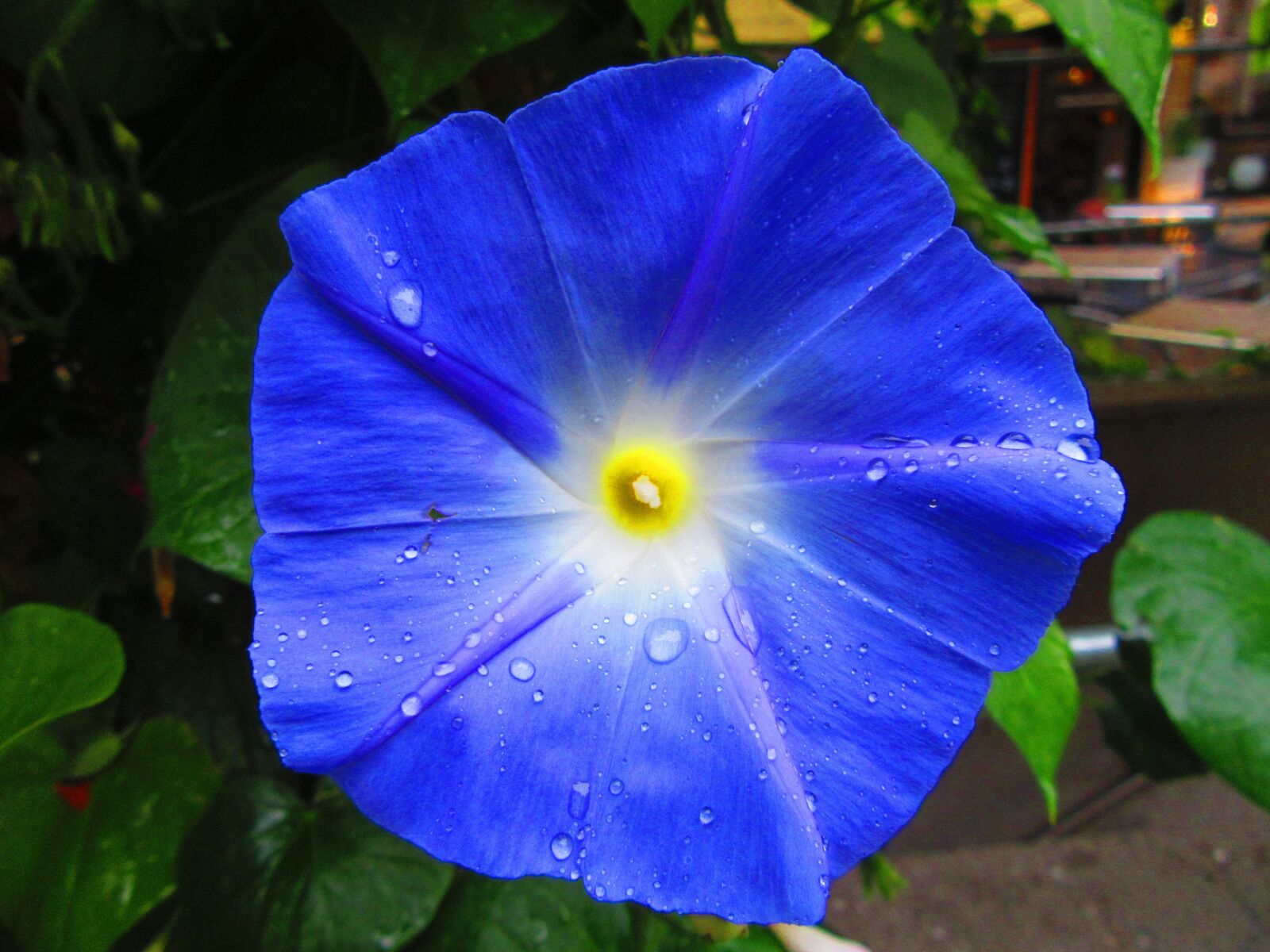 Canon PowerShot SX610 HS sample photo. Macro, flower, blue photography