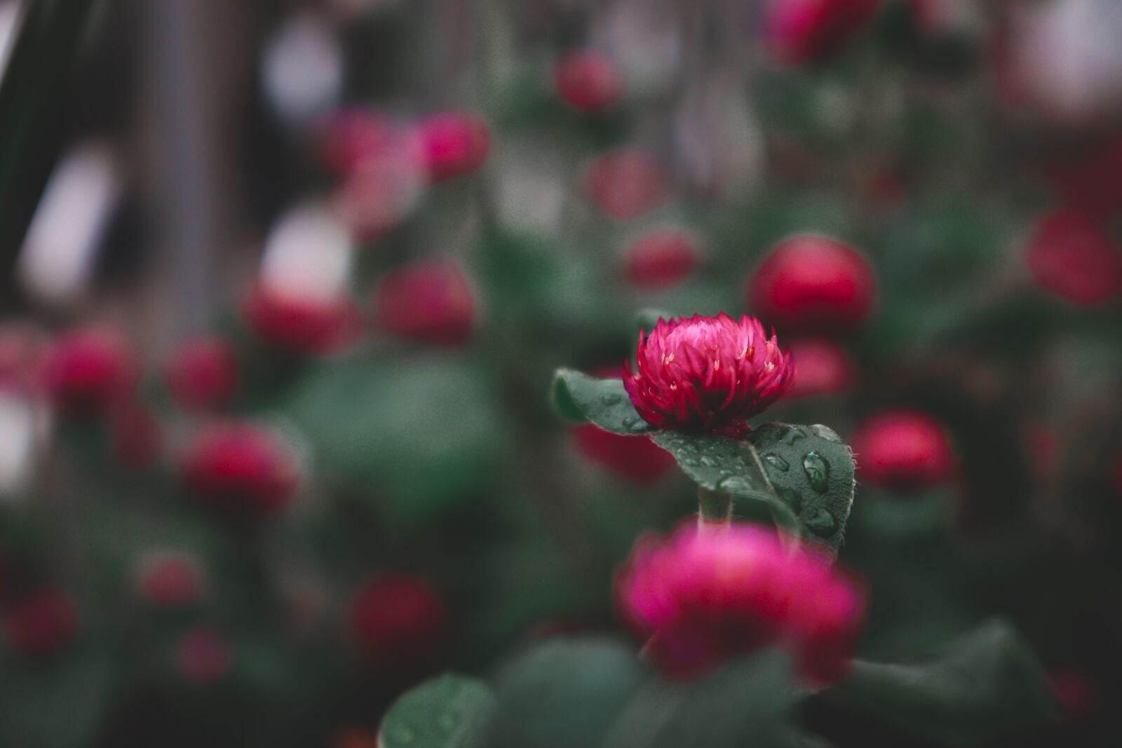 Canon EOS 77D (EOS 9000D / EOS 770D) sample photo. Flowers flower, nature, wallpaper photography