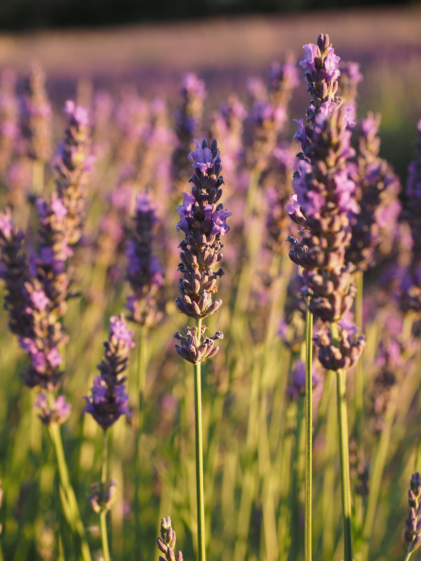 Olympus OM-D E-M1 + Olympus M.Zuiko Digital ED 12-40mm F2.8 Pro sample photo. Lavender field, lavender, evening photography