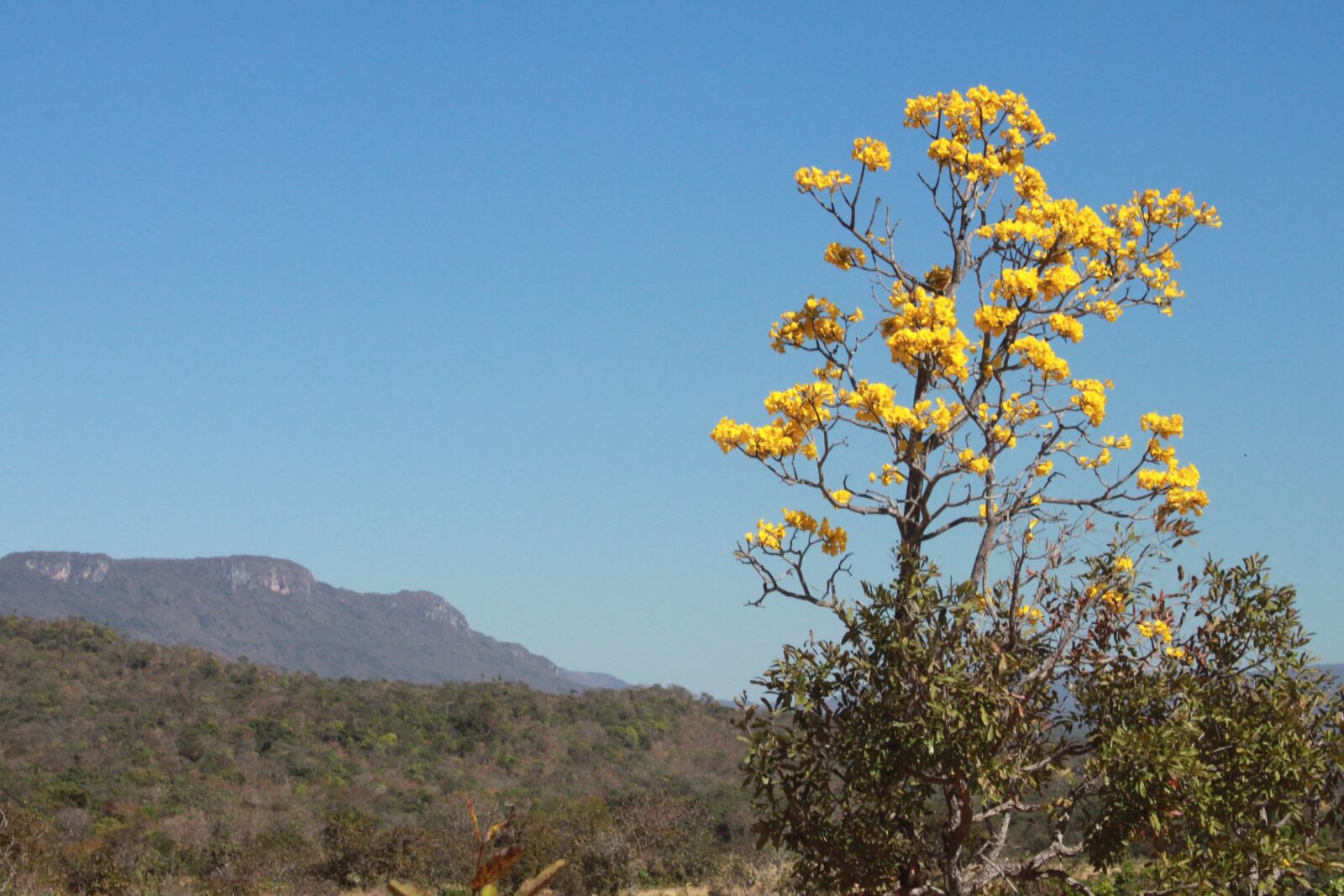 Canon EOS 500D (EOS Rebel T1i / EOS Kiss X3) sample photo. Ipê, cerrado, brazil photography
