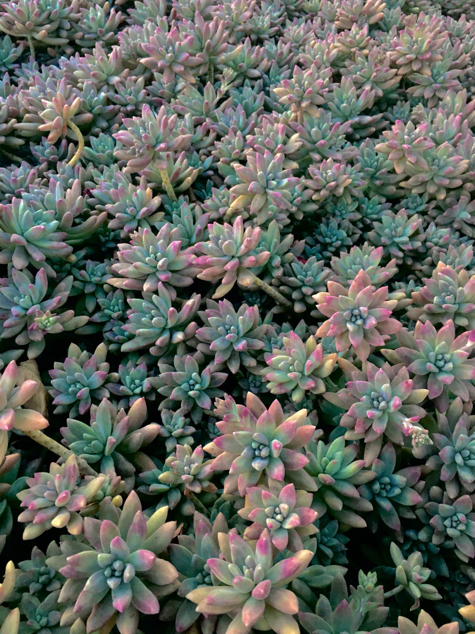 Apple iPhone 6s sample photo. Succulent, green, plant photography