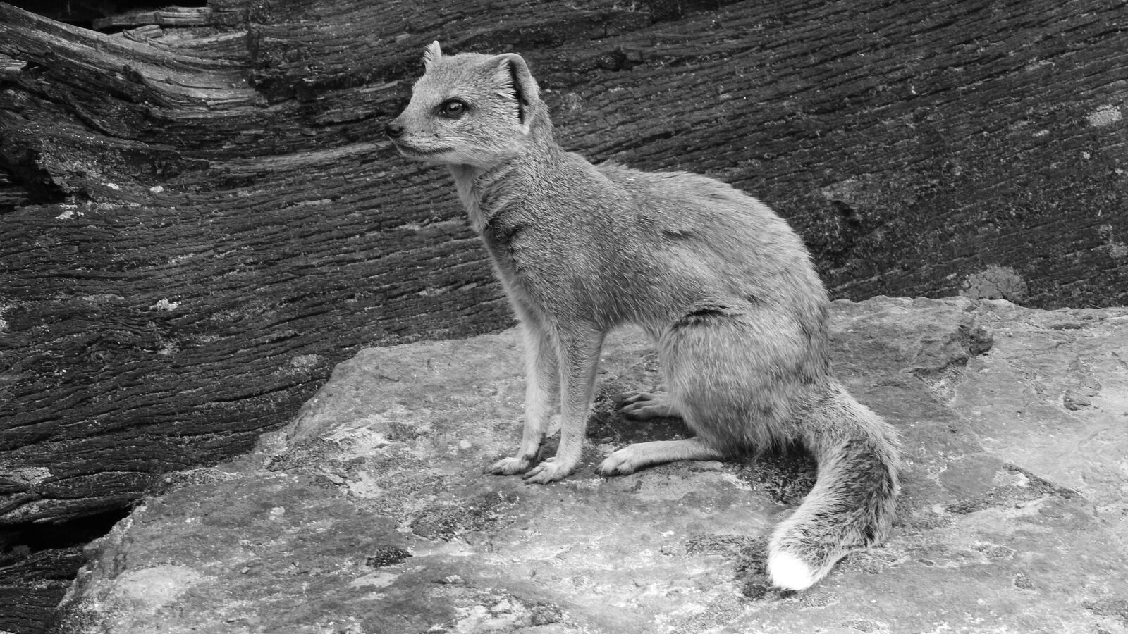 Nikon Coolpix P610 sample photo. Mongoose fox, african beast photography