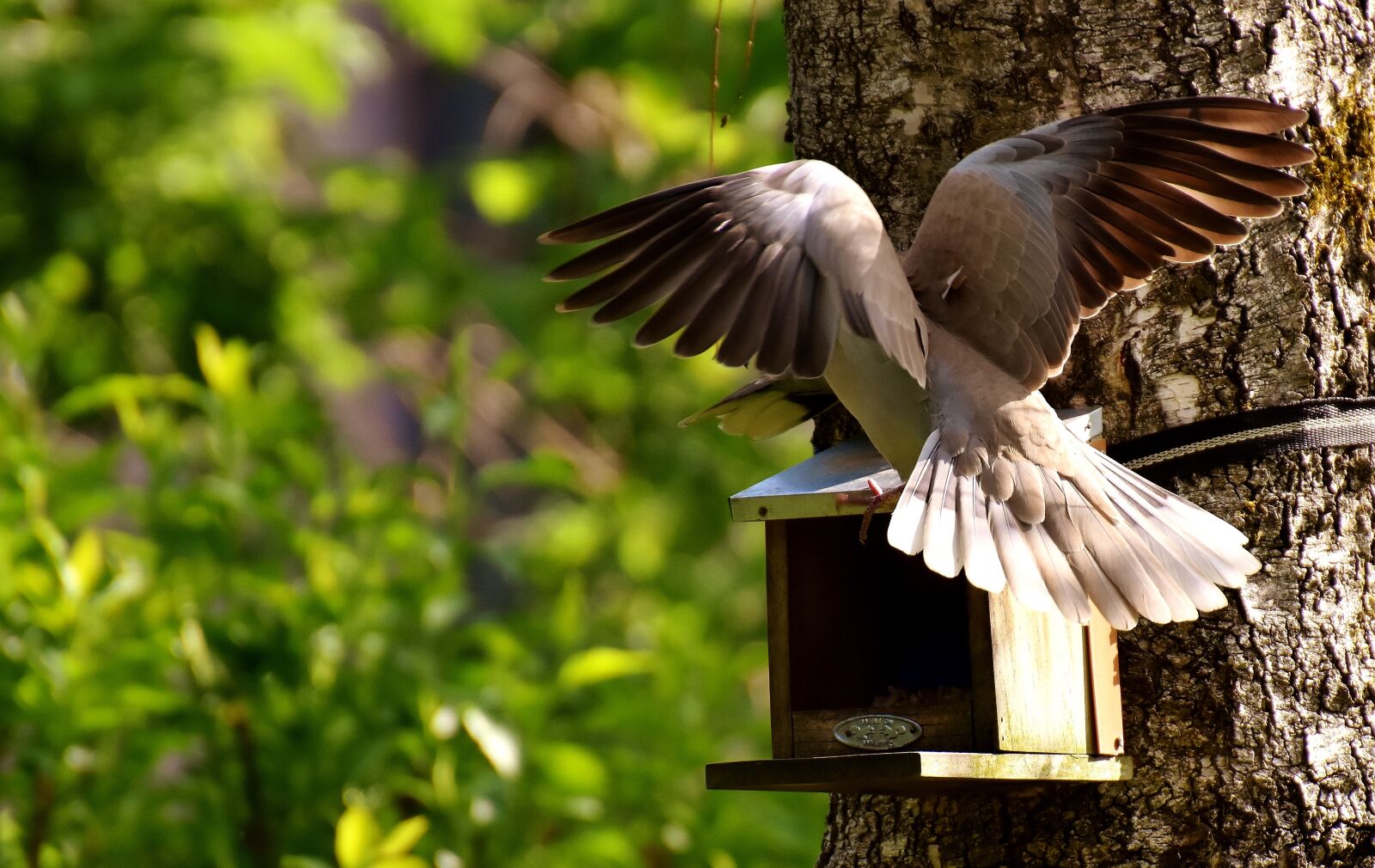 Nikon D7200 sample photo. Pigeons, bird, food photography