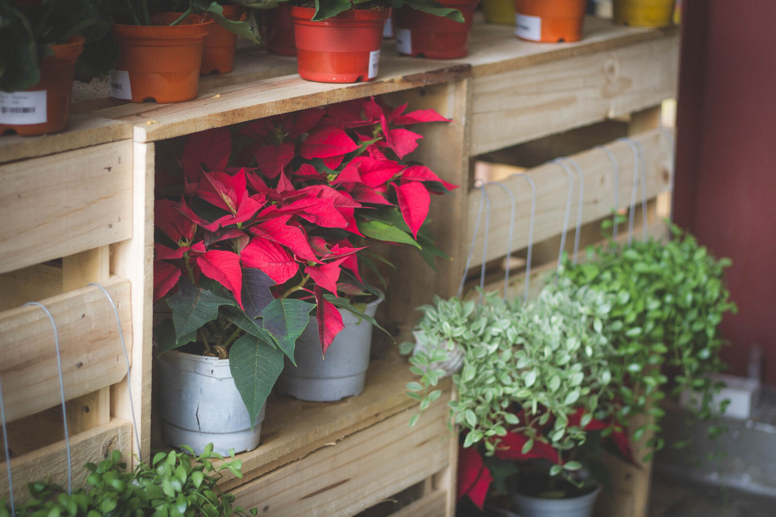 Canon EOS 7D + Canon EF 50mm F1.8 II sample photo. Desk, green, red, tree photography