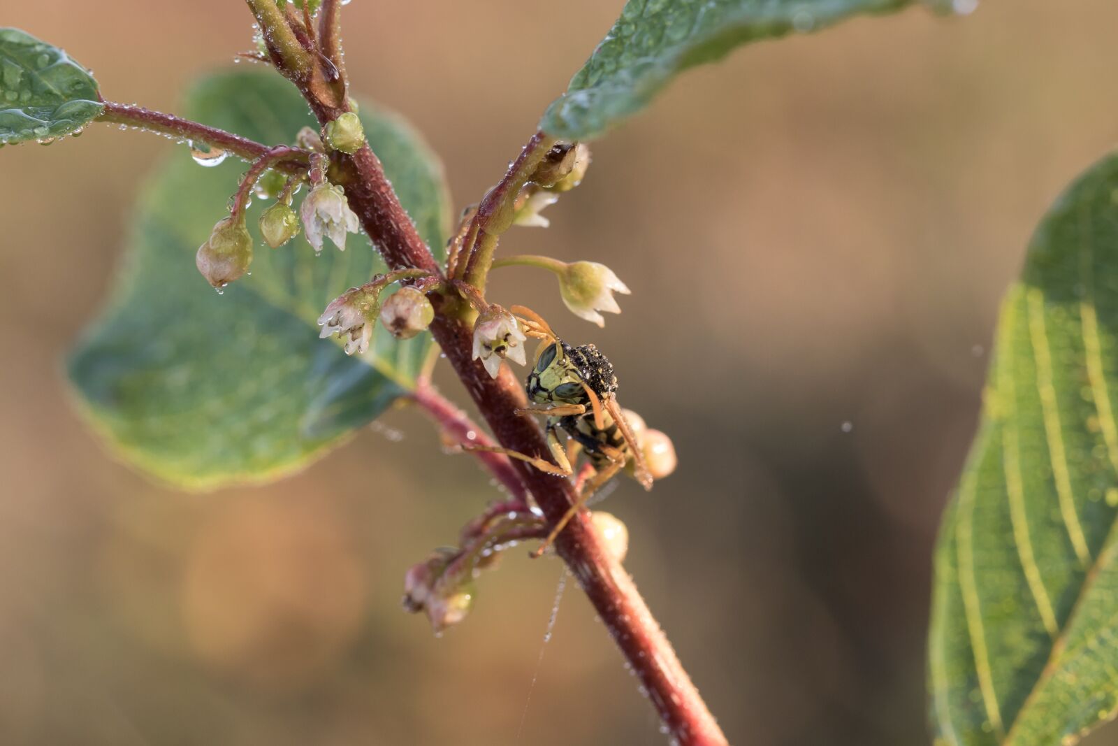 Canon EOS 7D Mark II sample photo. Field wasp, gallic field photography