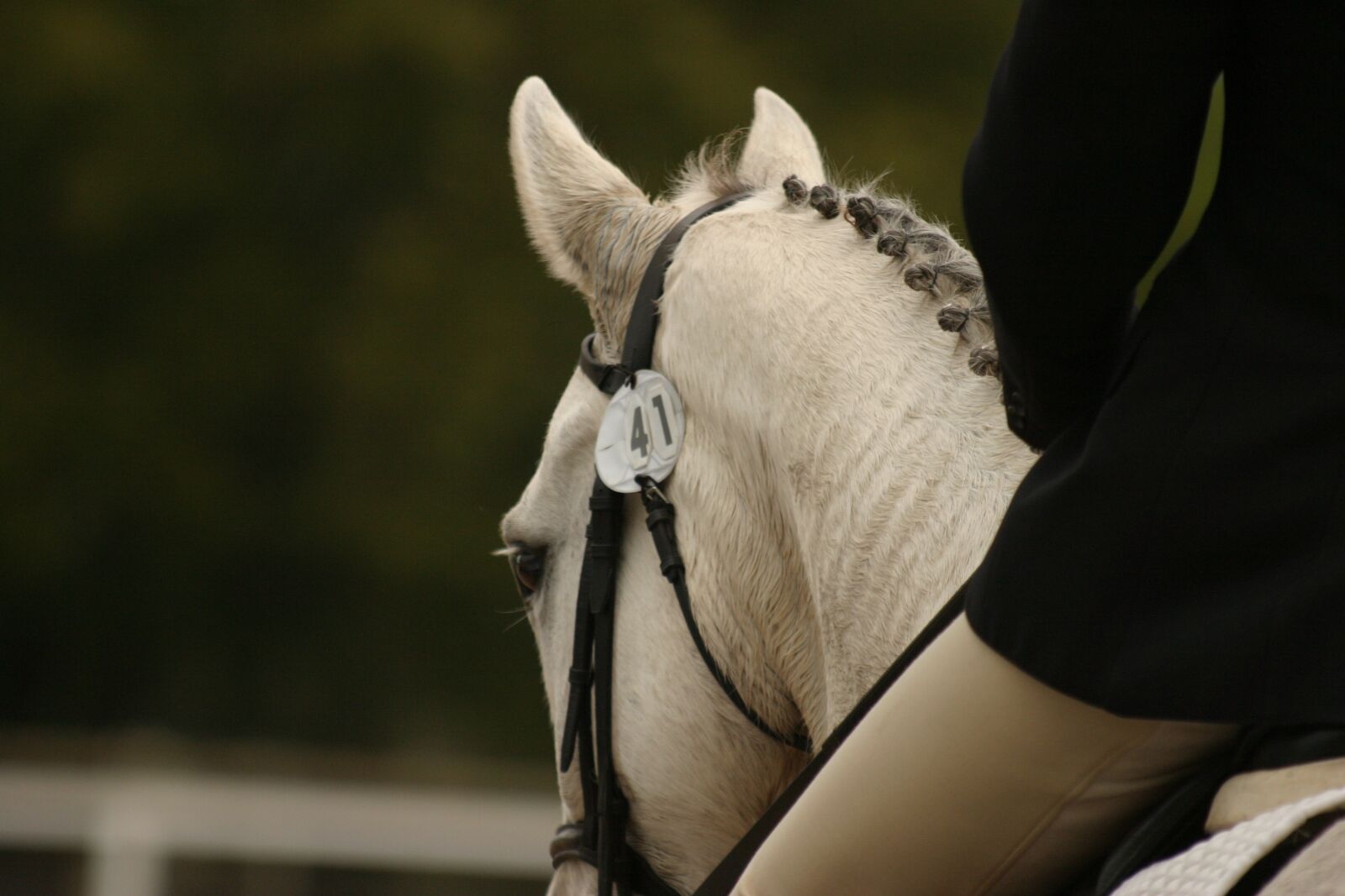 Canon EOS 10D sample photo. Horse, white, grey photography