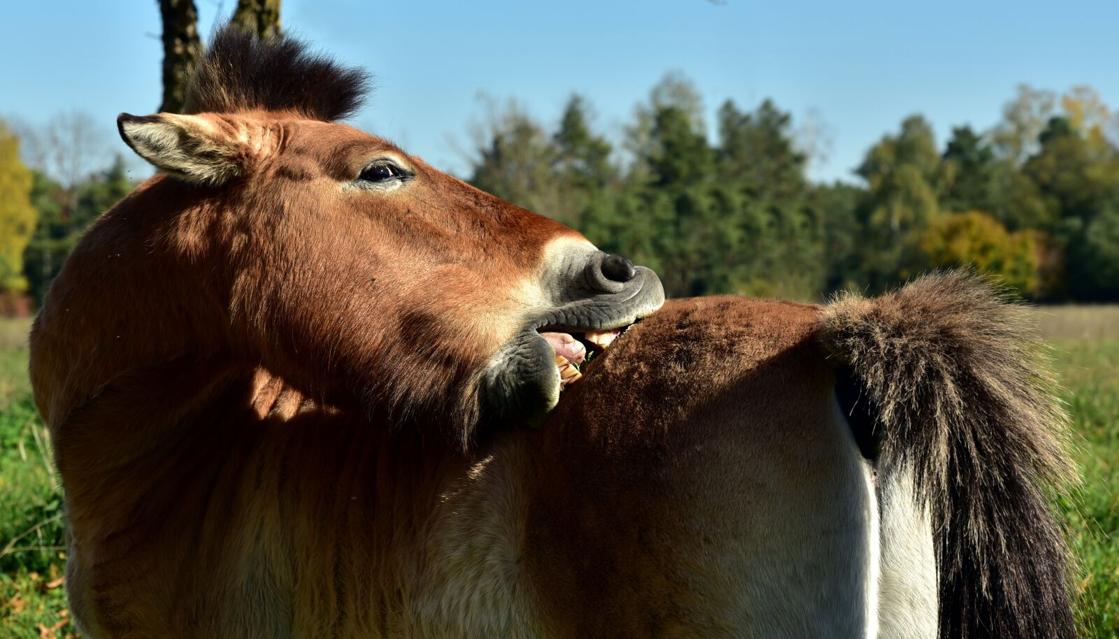Nikon D750 sample photo. Horse, itching, scratch photography